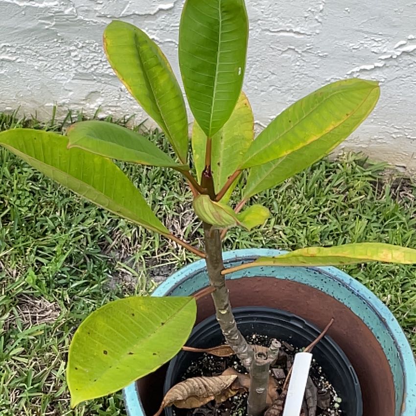 Photo of the plant species Plumeria alba by @HumbleTomato named Champs ( yellow) on Greg, the plant care app