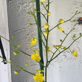 Photo of the plant species Oncidium 'Lemon Heart' by @HumbleTomato named Lemon Heart on Greg, the plant care app
