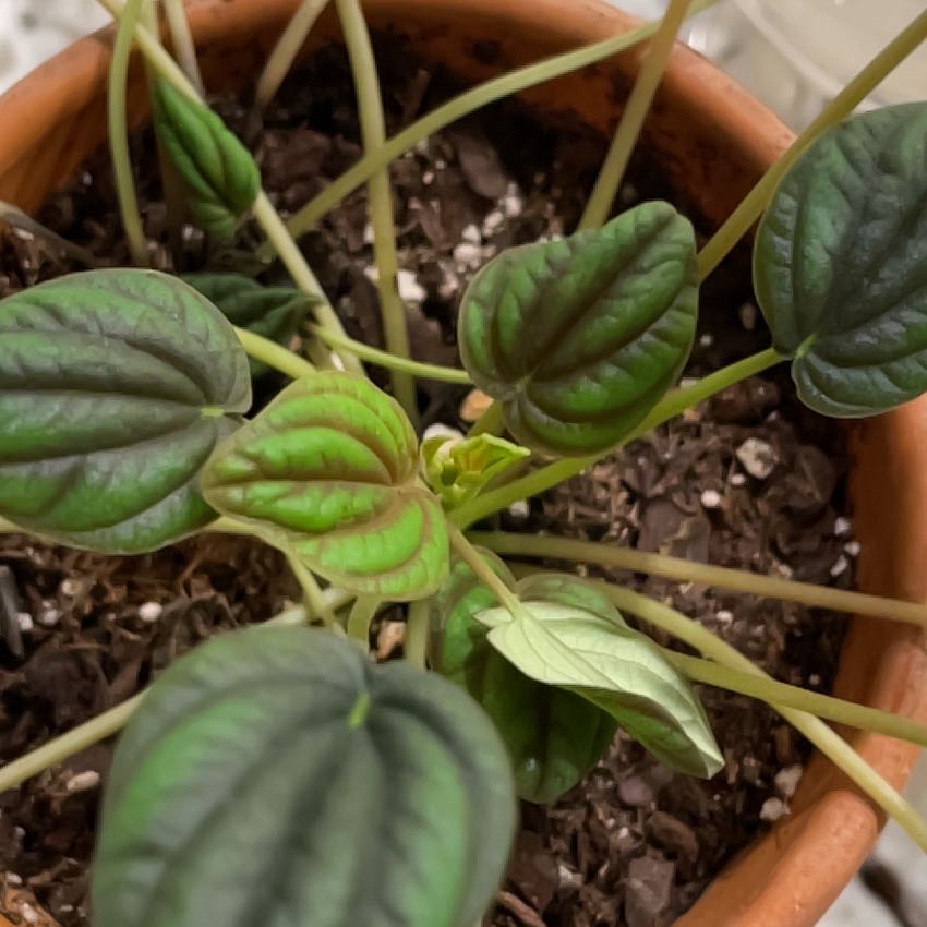 Photo of the plant species Peperomia 'Peppermill' by @HumbleTomato named Pepper on Greg, the plant care app