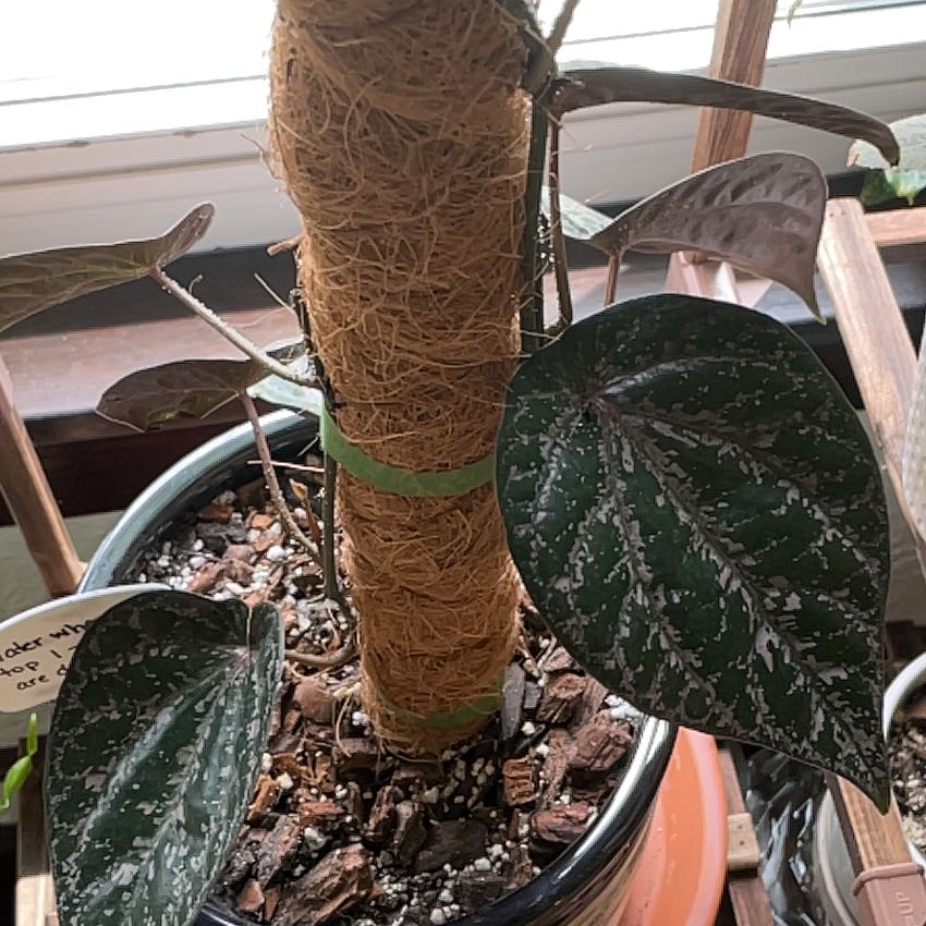 Red Betel plant with dark green leaves and white speckles, supported by a moss pole in a pot with visible soil.