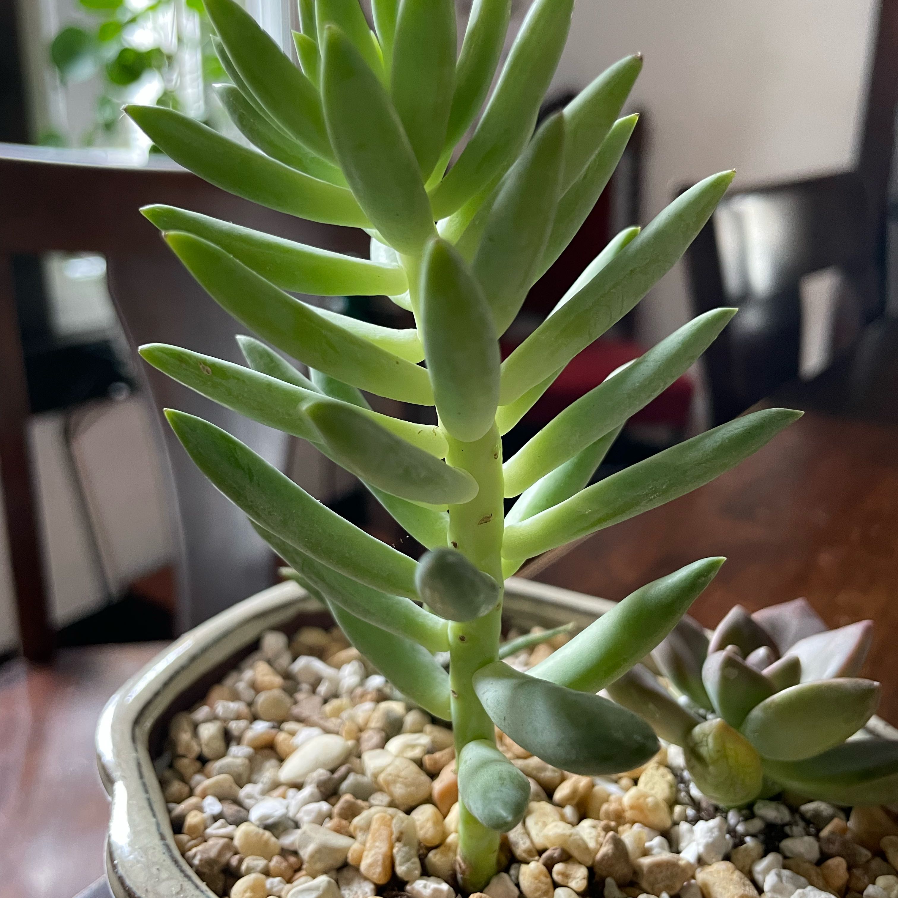 Photo of the plant species Sedum sediforme 'Turquoise Tails' by @HumbleTomato named Delilah on Greg, the plant care app