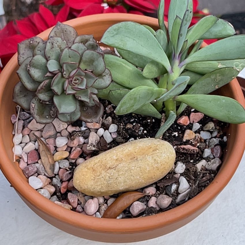 Potted succulents including Vertical Leaf Senecio with decorative stones.
