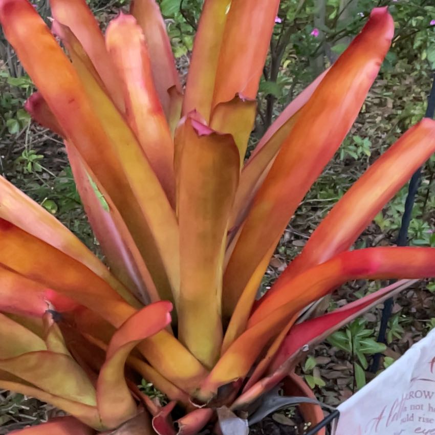 Photo of the plant species Orange Bromeliad by @HumbleTomato named Sigmund on Greg, the plant care app