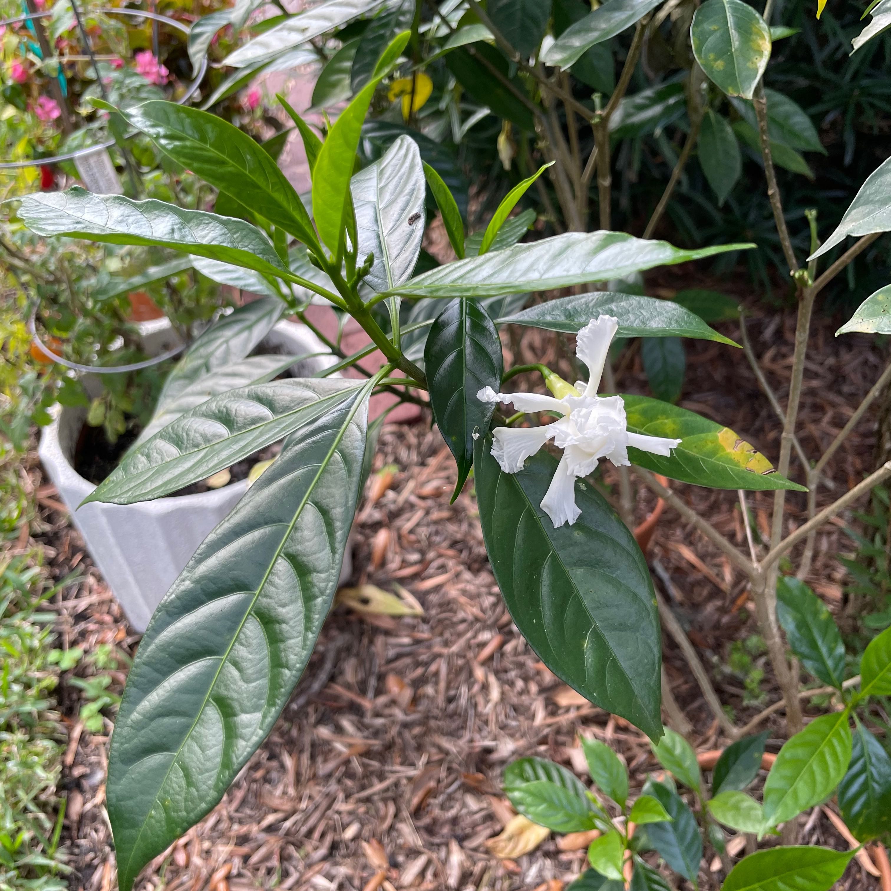 Crepe Jasmine plant with glossy green leaves and a white flower.