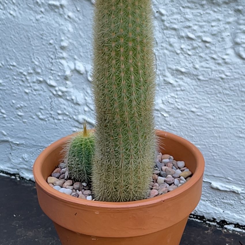 Photo of the plant species column cactus by @HumbleTomato named Willie on Greg, the plant care app
