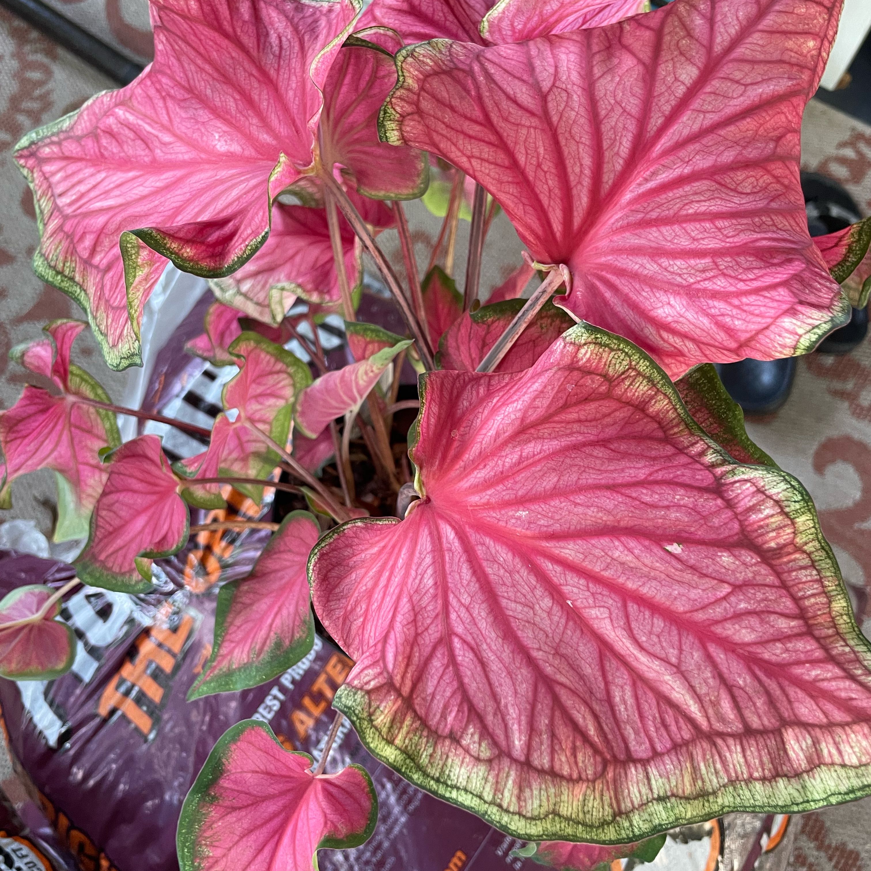 Photo of the plant species Caladium 'Florida Sweetheart' by @HumbleTomato named Sweetheart on Greg, the plant care app