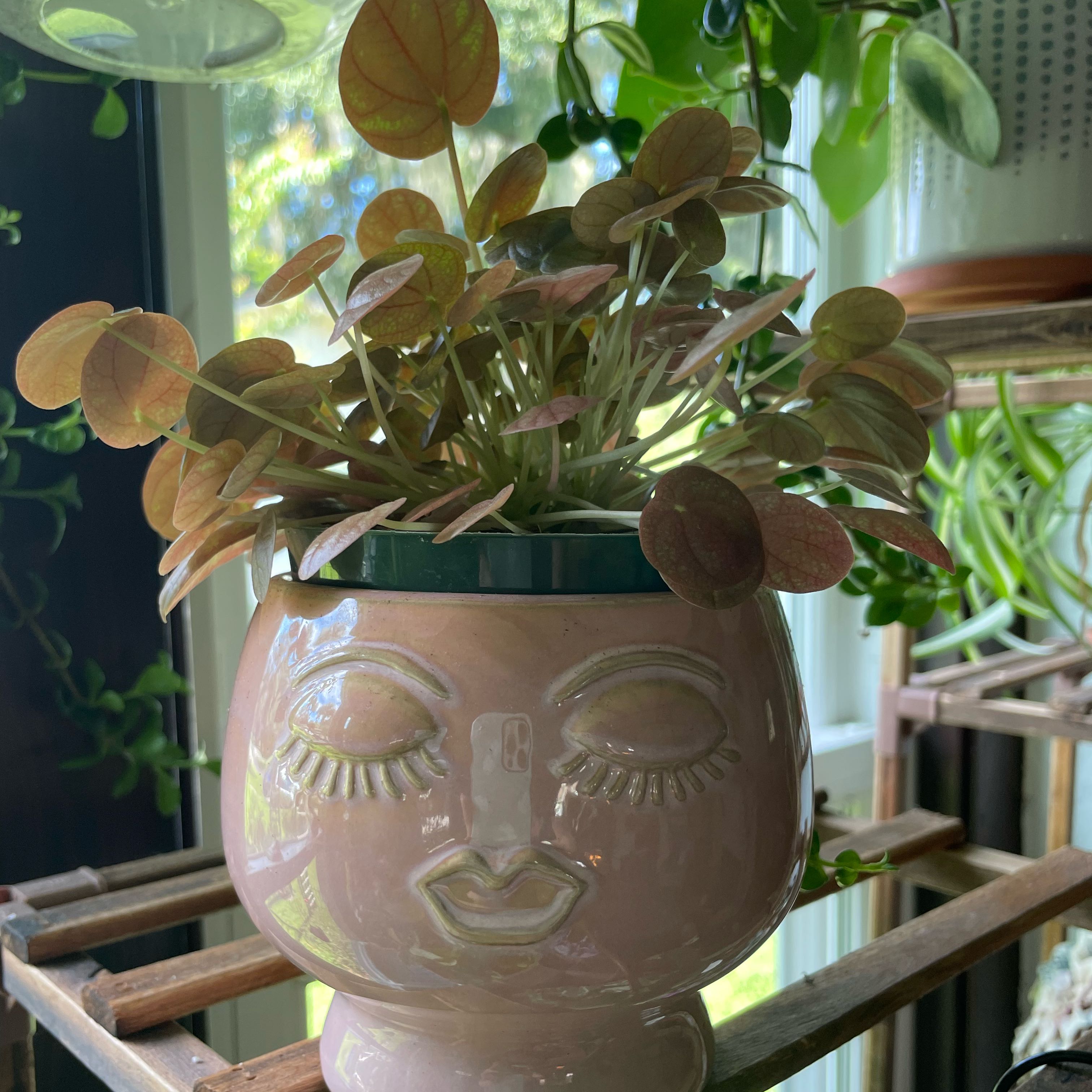 Photo of the plant species Peperomia 'Peppermill' by @HumbleTomato named Madam Peugeot on Greg, the plant care app