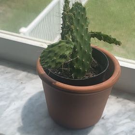 Photo of the plant species Caribbean Tree Cactus by @PatientPignut named James Dean on Greg, the plant care app