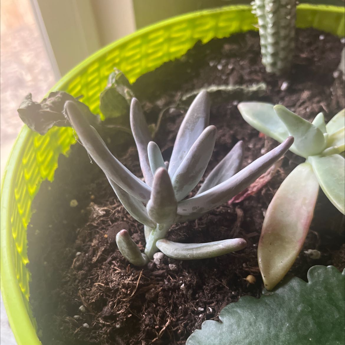 Succulent plant in a pot with visible soil and some browning leaves.