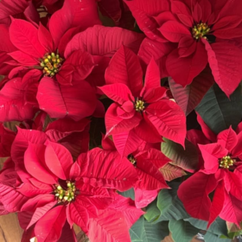 Photo of the plant species Poinsettia by Sammy named Robert Plant on Greg, the plant care app