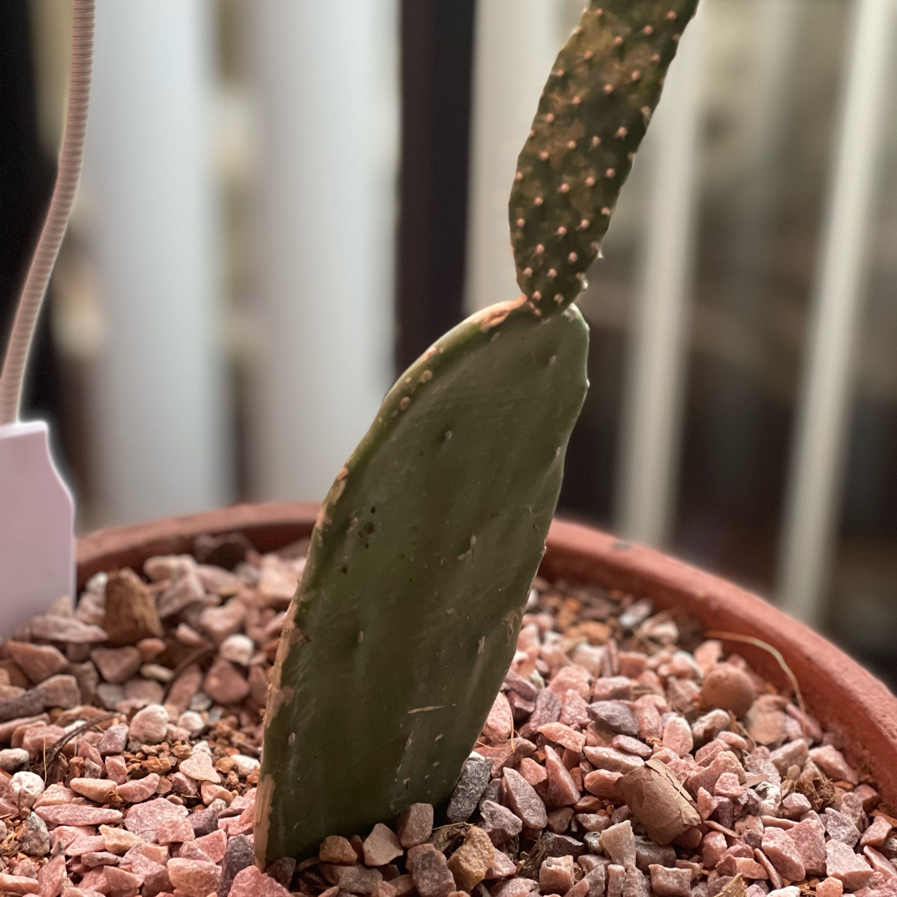 Photo of the plant species Prickly Pear Cactus by @FoxySourcherry named Xena on Greg, the plant care app