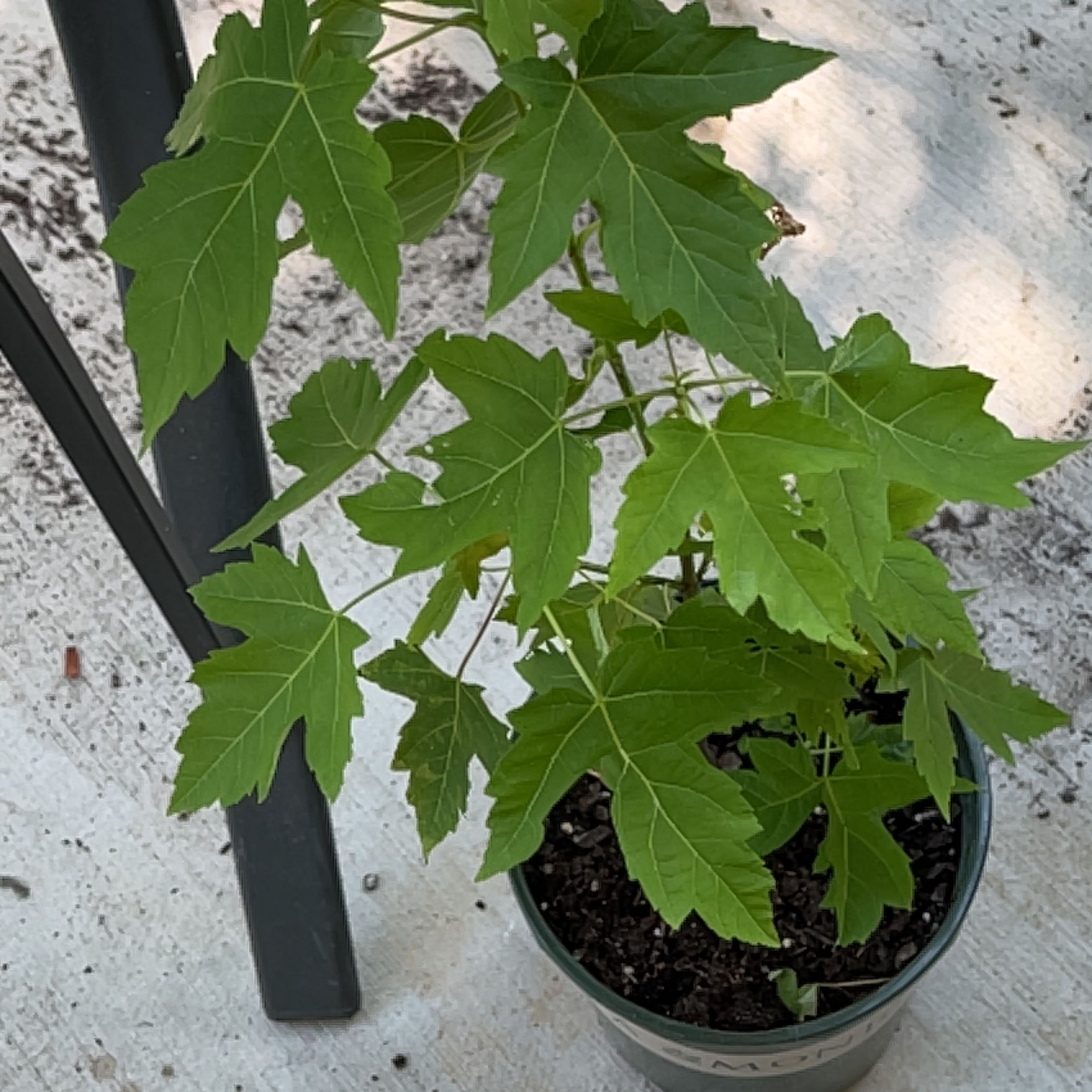 Young Silver Maple plant in a pot with healthy green leaves.