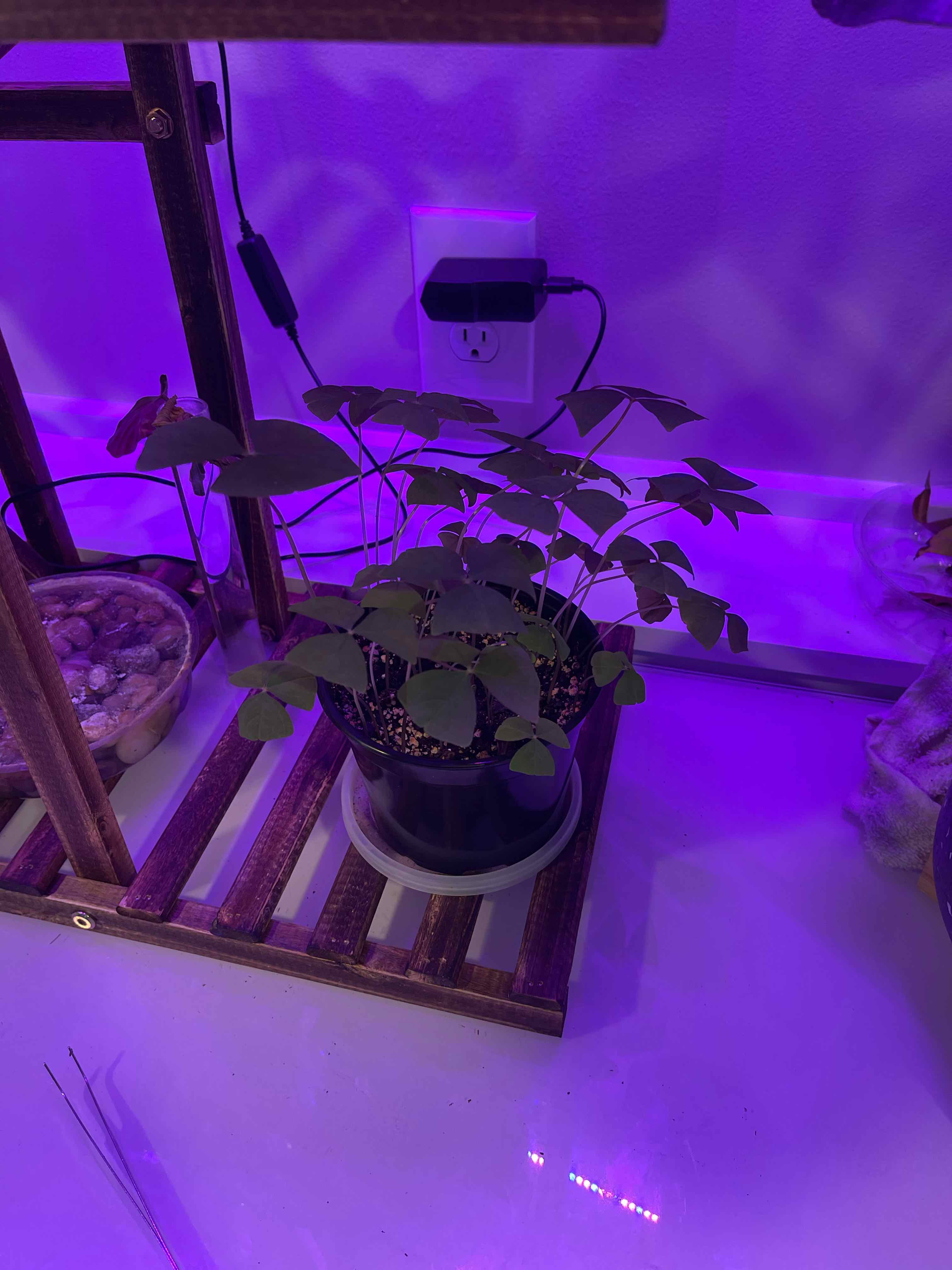 Potted Broadleaf Woodsorrel plant under purple grow lights, appears healthy.