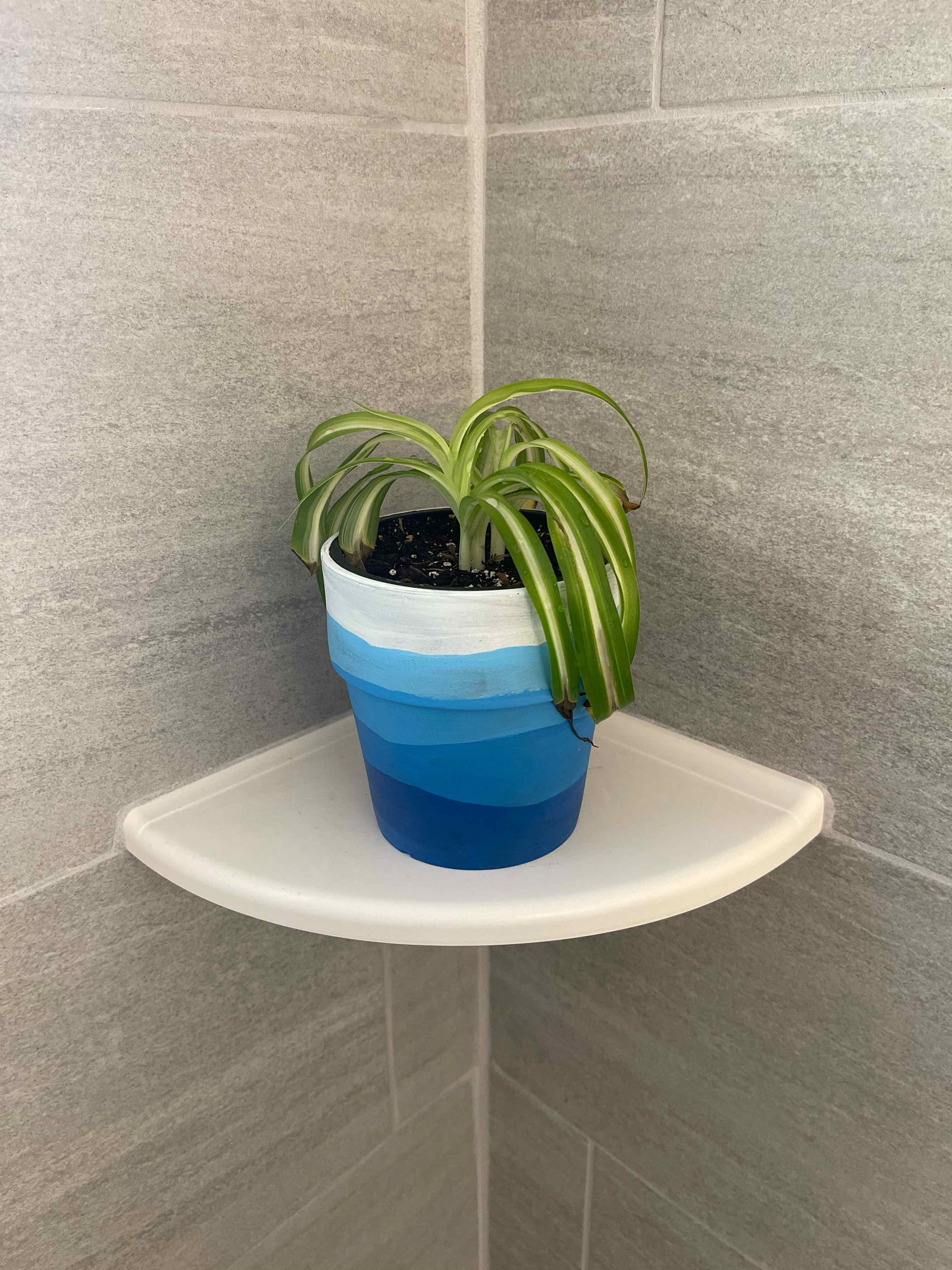 Curly Spider Plant in a blue gradient pot on a corner shelf with slight yellowing at the leaf tips.