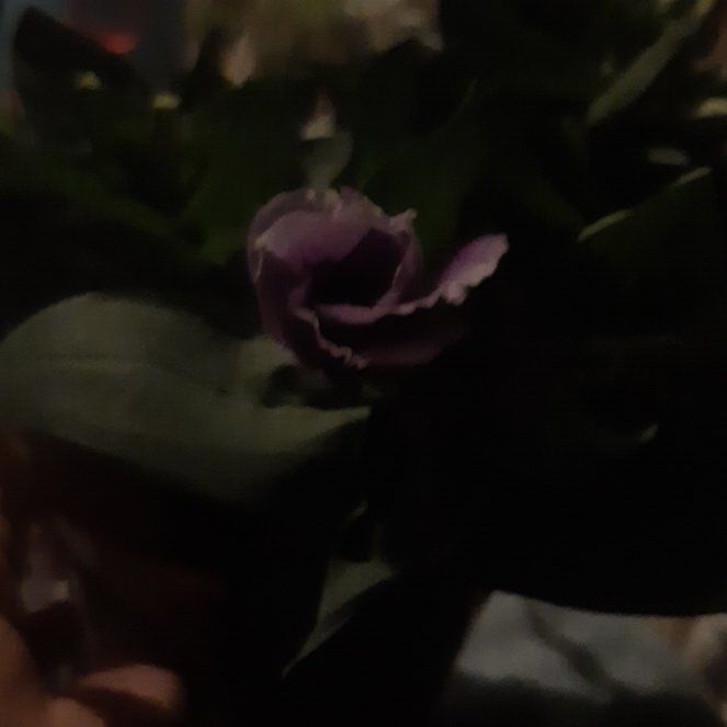 Photo of the plant species Texas bluebells by @PureGraypine named Sue Ellen on Greg, the plant care app