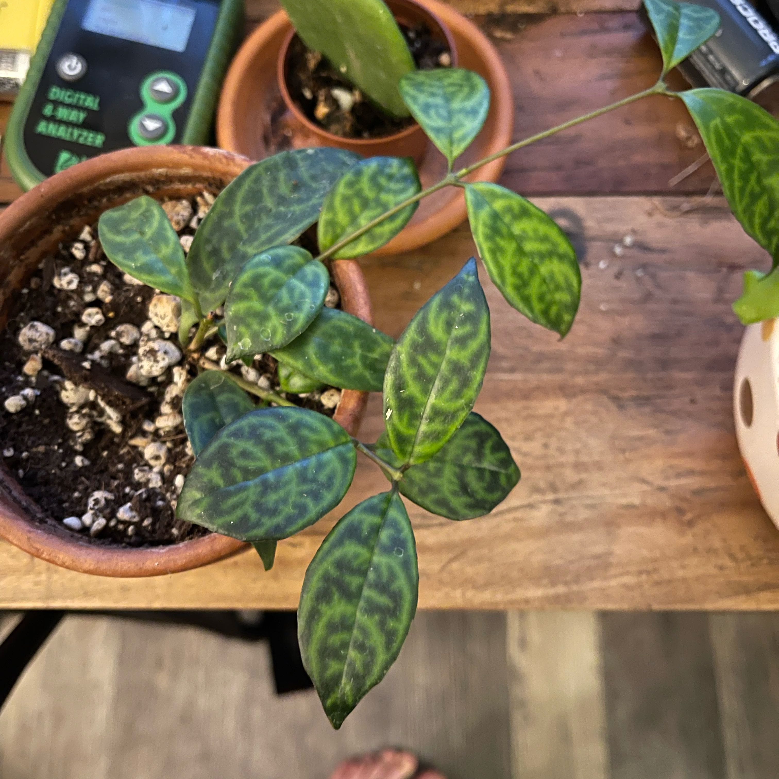 Photo of the plant species Peperomia trinervis by @FirstGrandfir named Aristotle on Greg, the plant care app