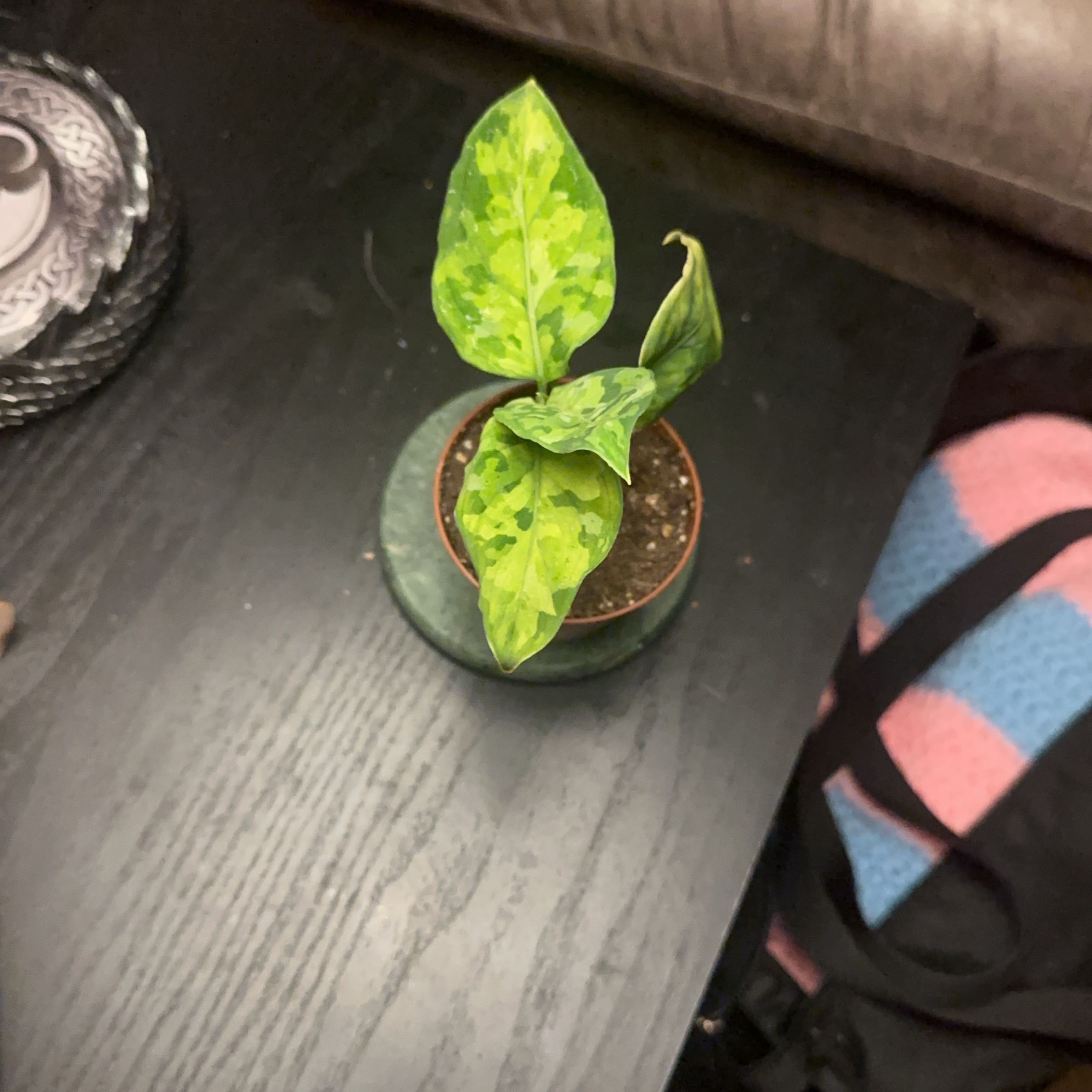 Photo of the plant species Aglaonema 'Tricolor' by @BentonRedbush named Mochi on Greg, the plant care app