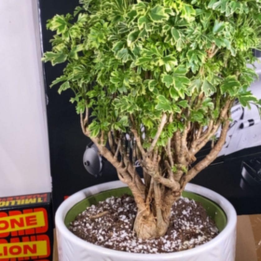 Ming Aralia uploaded to the Greg plant app by @QuietBlueech