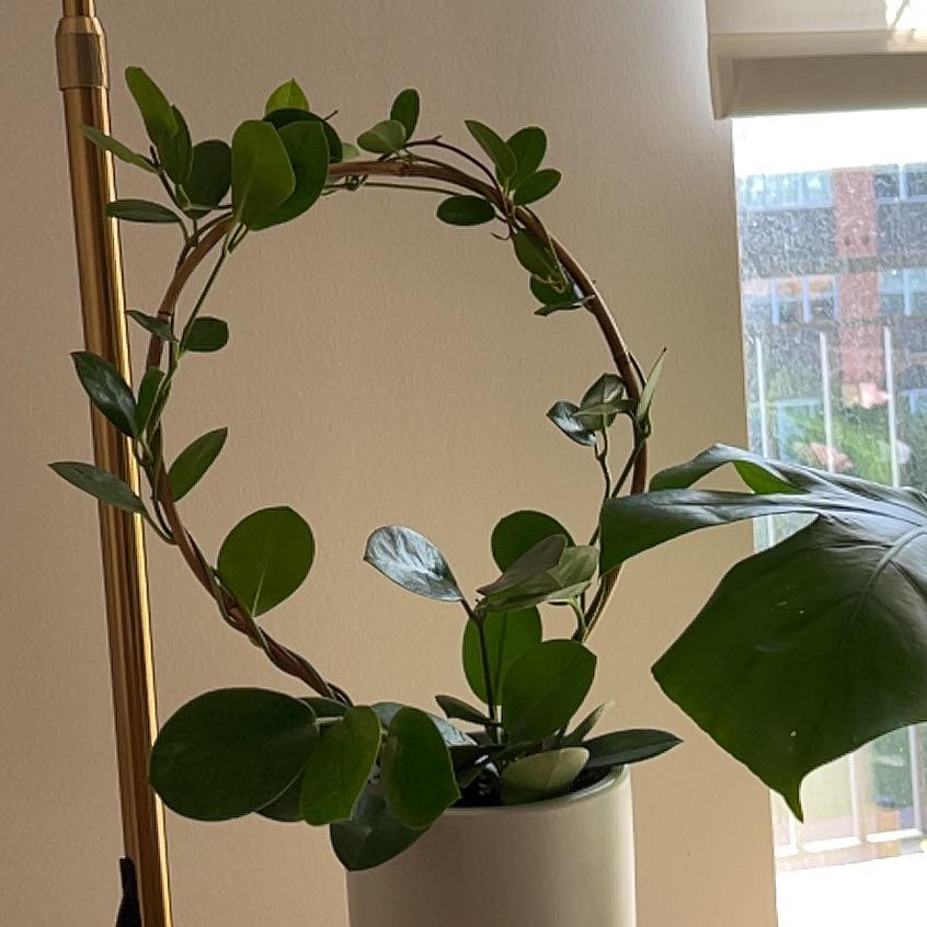 Hoya australis 'Bordvare' plant with healthy green leaves in a white pot, supported by a circular trellis.