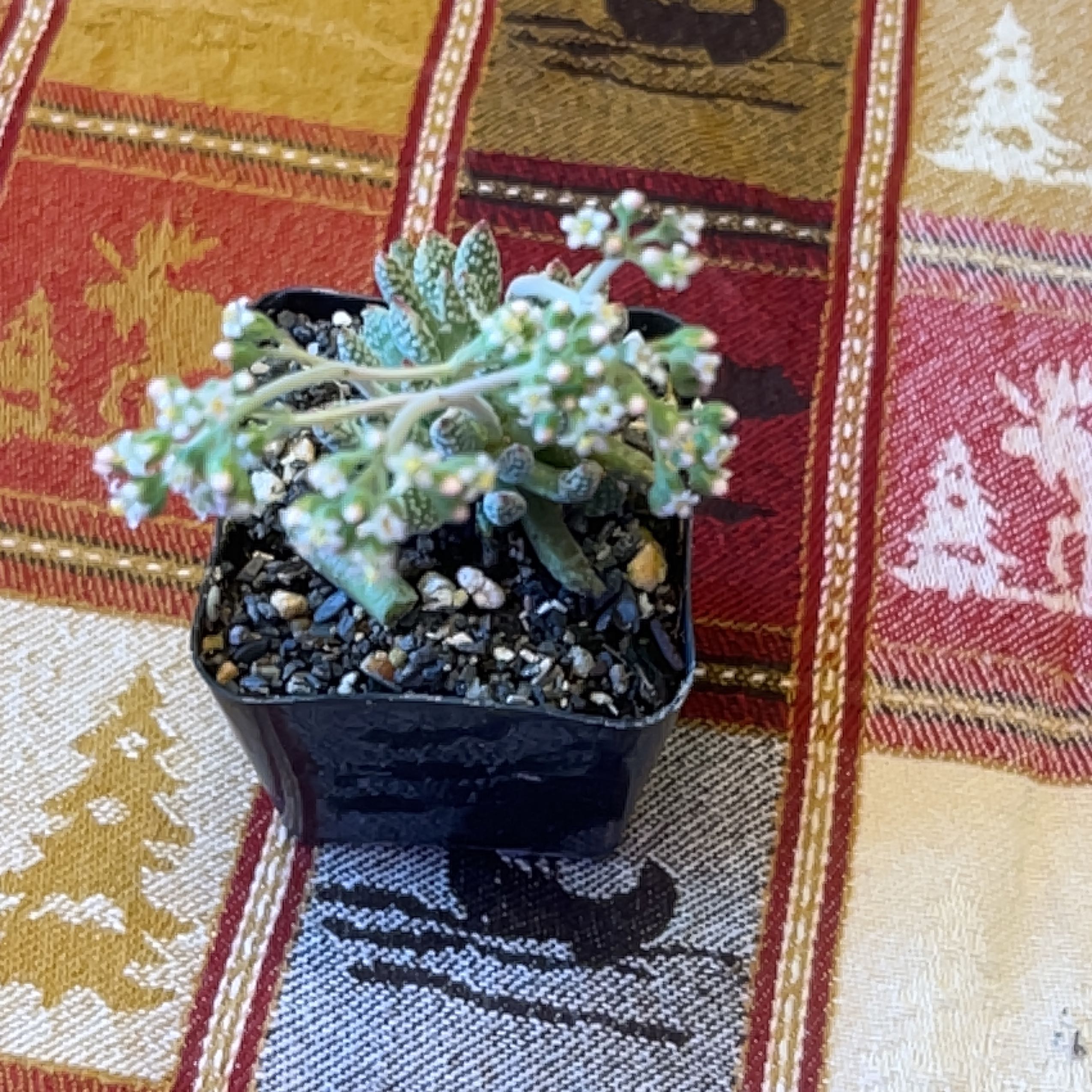 Photo of the plant species Crassula 'Jade Necklace' by @Willowbee named Nooki 🧸 on Greg, the plant care app