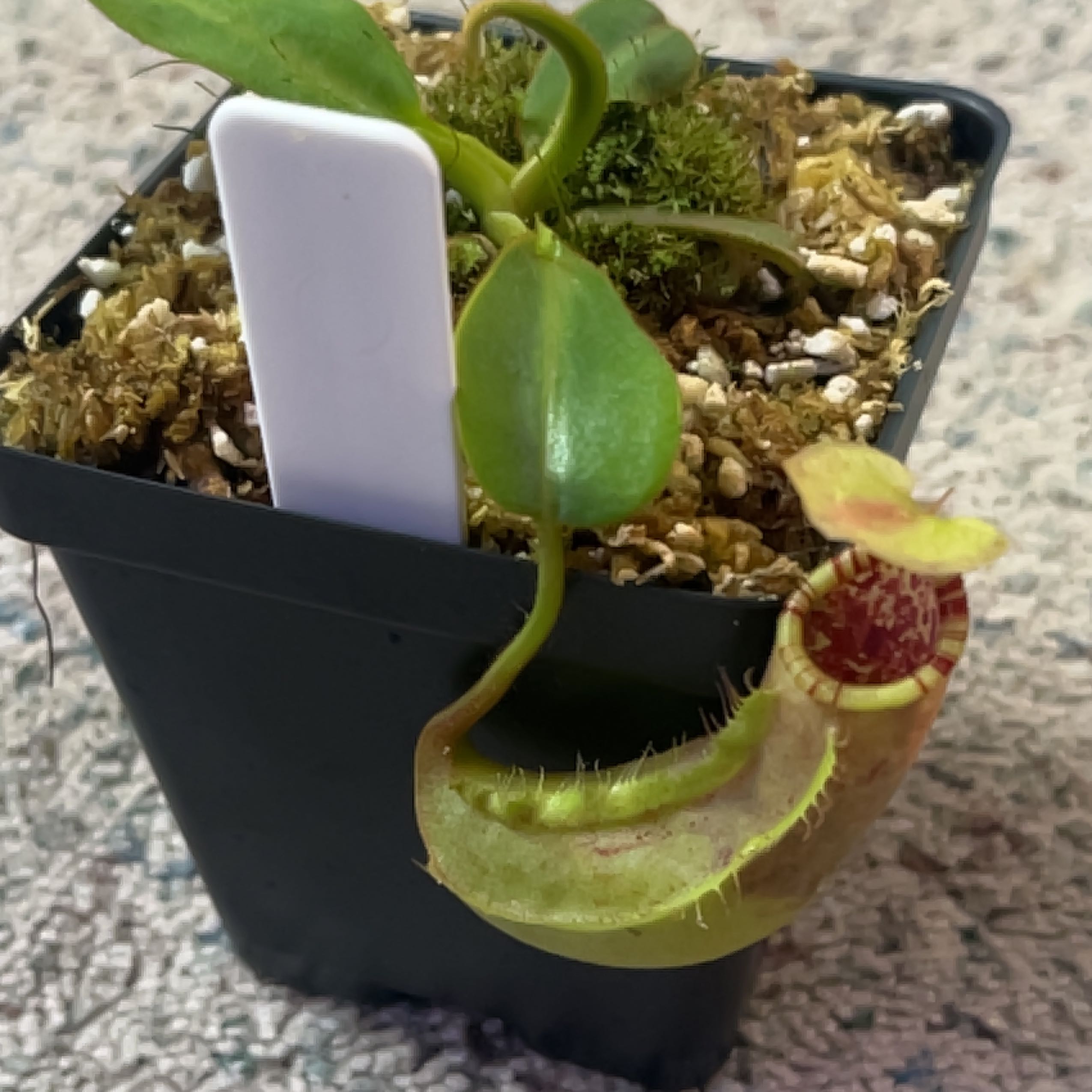 Photo of the plant species Boschs Pitcher Plant by @Willowbee named Lilo 🌺 on Greg, the plant care app