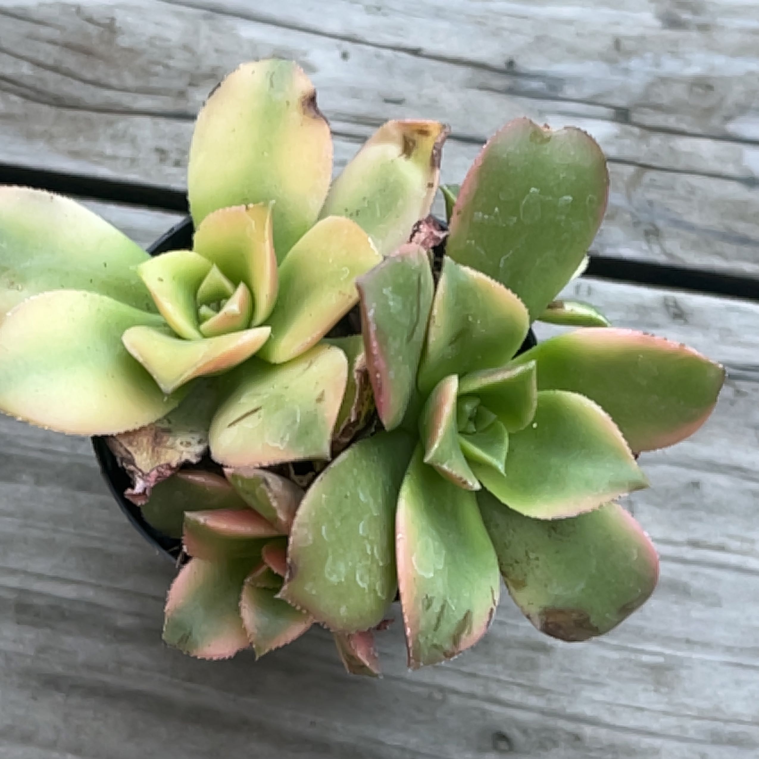 Photo of the plant species Aeonium 'Sun Dancer' by @Willowbee named Topanga 🏜️ on Greg, the plant care app