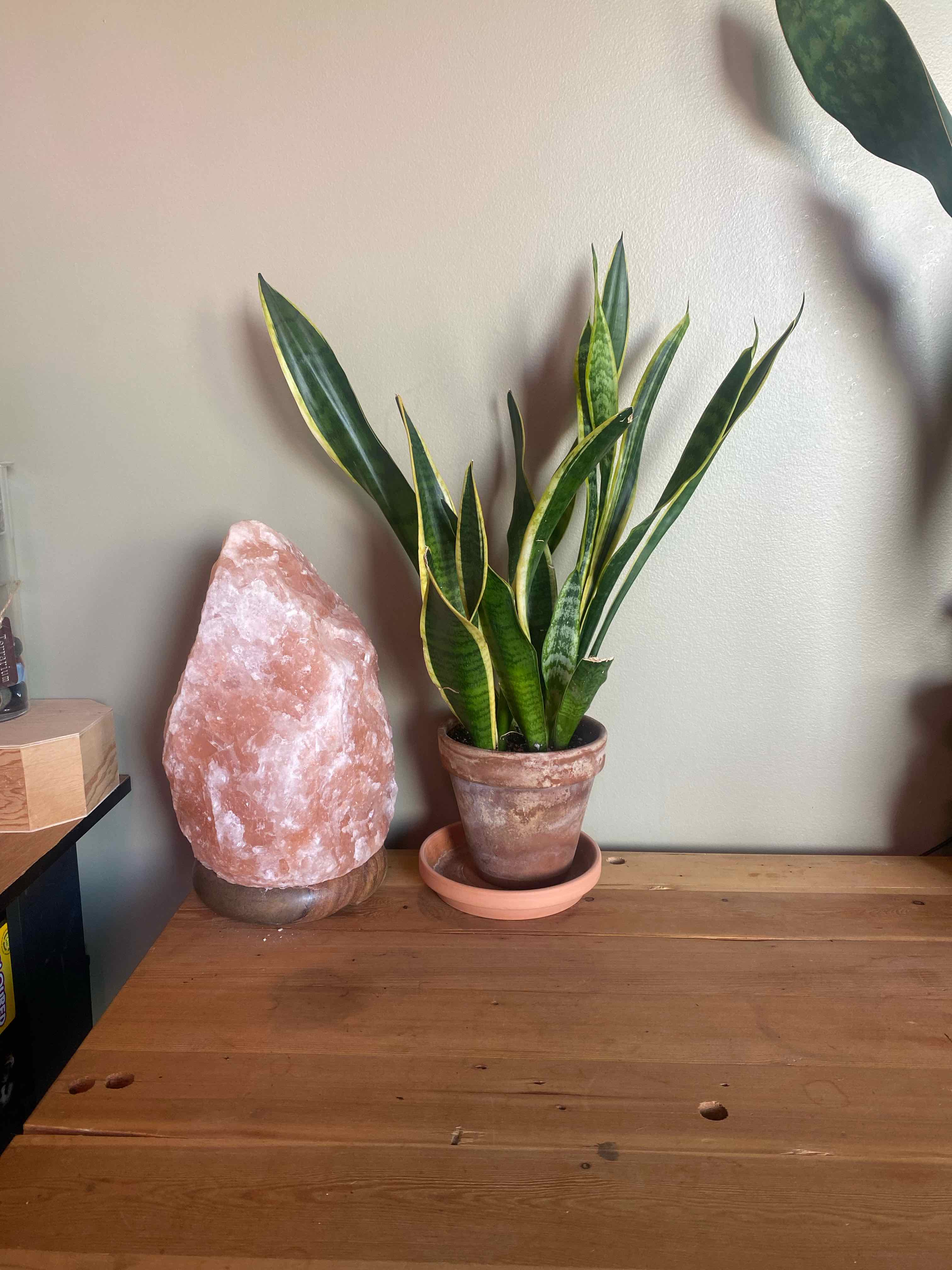 Photo of the plant species Sansevieria 'Lauren' by @Billbobaggins named Sansevieria laurentii on Greg, the plant care app