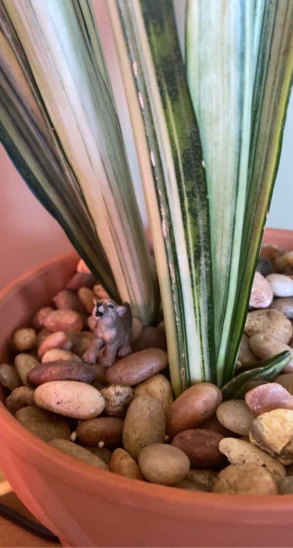 White Sansevieria plant in a pot with pebbles, appearing healthy.