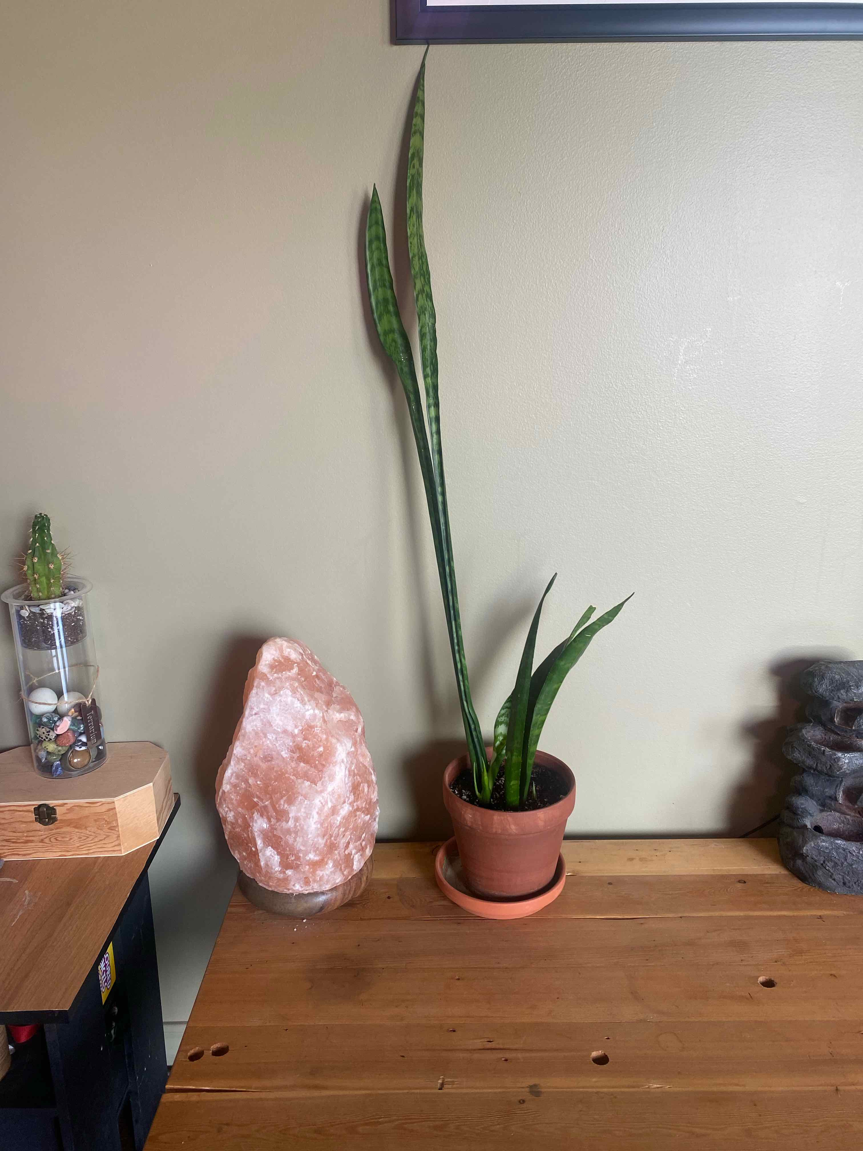 Potted Black Coral Snake Plant on a wooden surface, appearing healthy with upright green leaves.