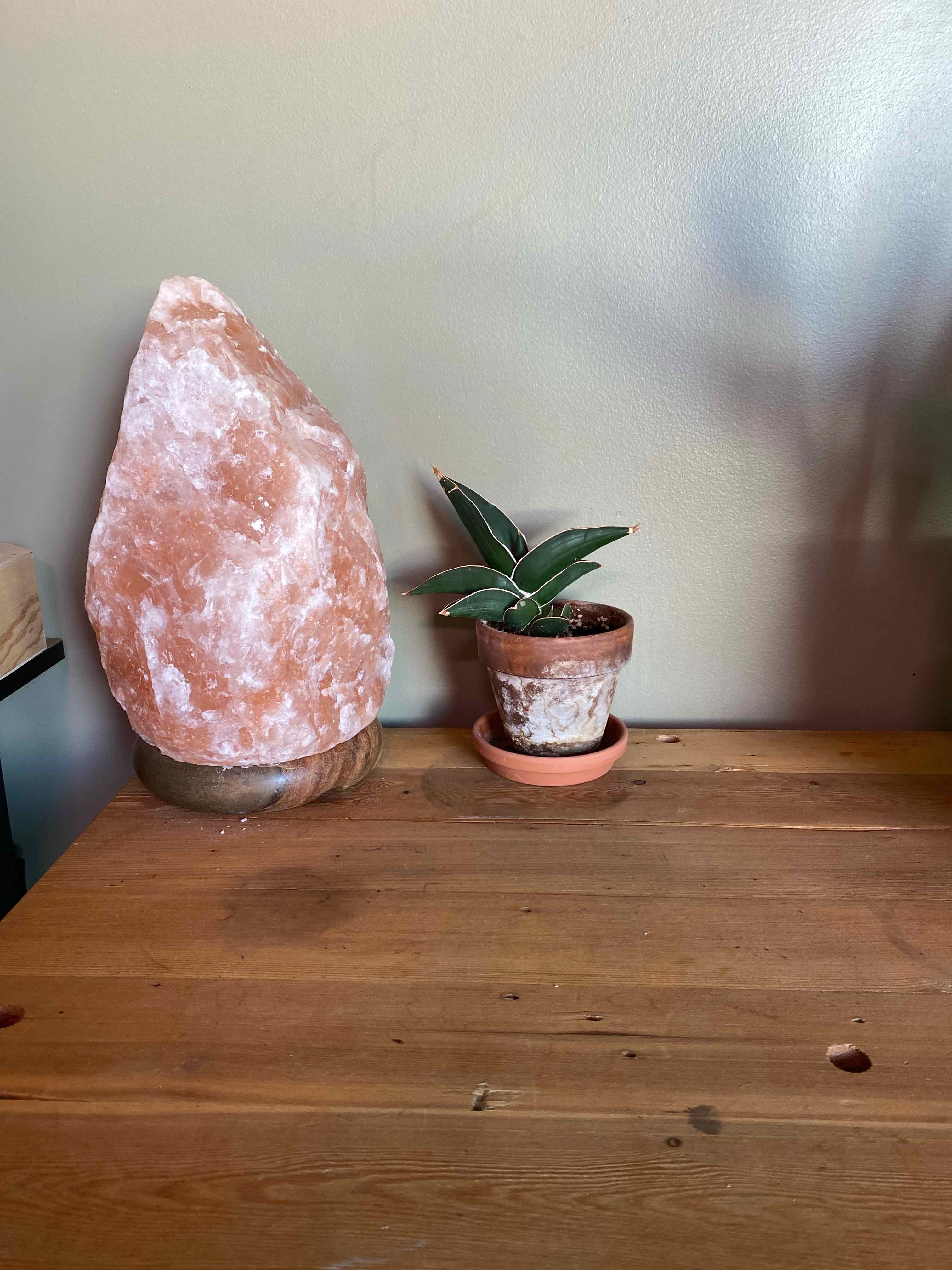 Samurai Dwarf Snake Plant in a small pot on a wooden surface.