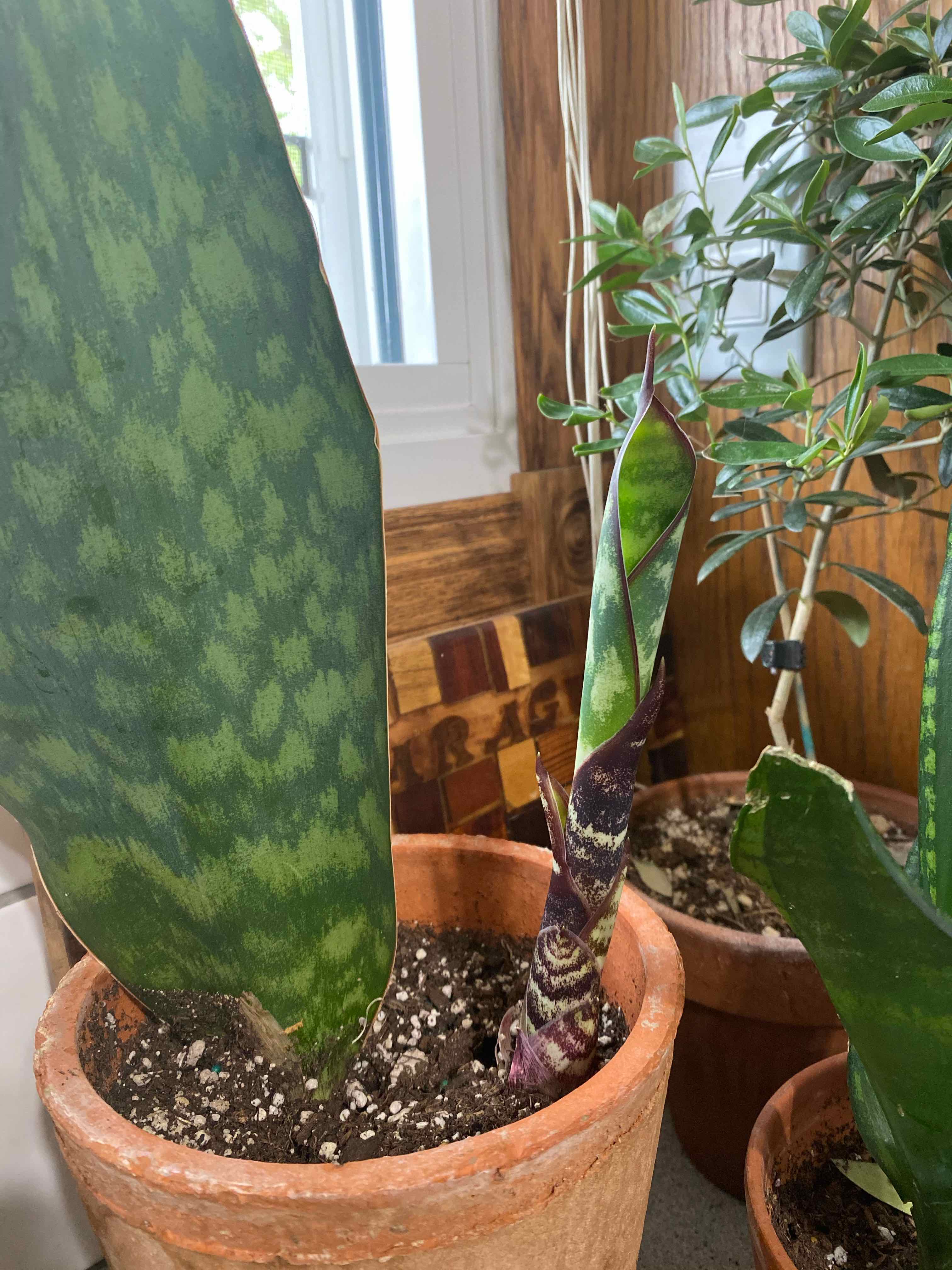 Whale Fin Snake Plant in a terracotta pot with visible soil and healthy leaves.