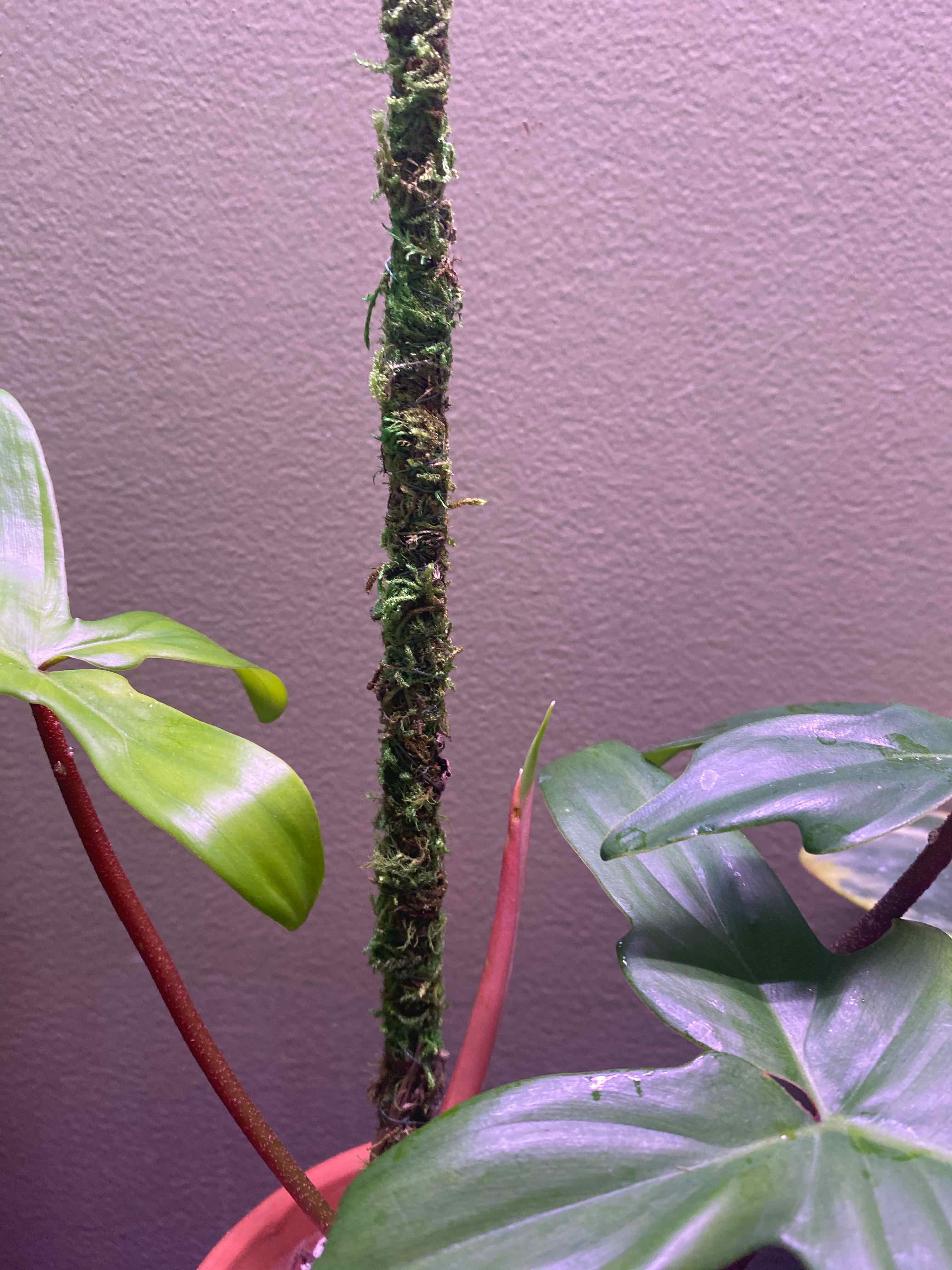 Philodendron 'Florida Ghost' plant with a moss pole, healthy leaves, well-framed and in focus.