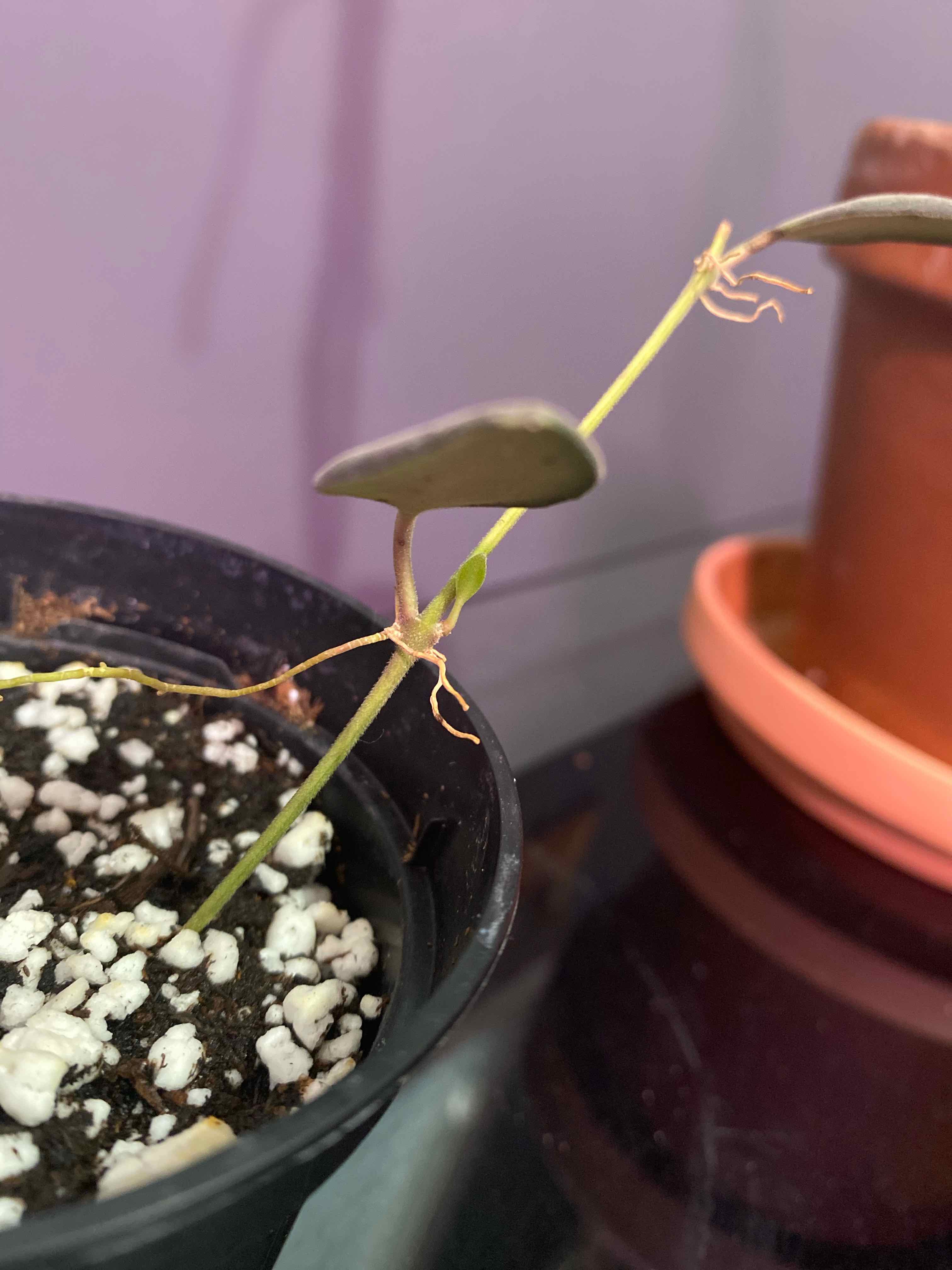 Hoya 'Burtoniae' plant in a small pot with visible soil and green leaves.