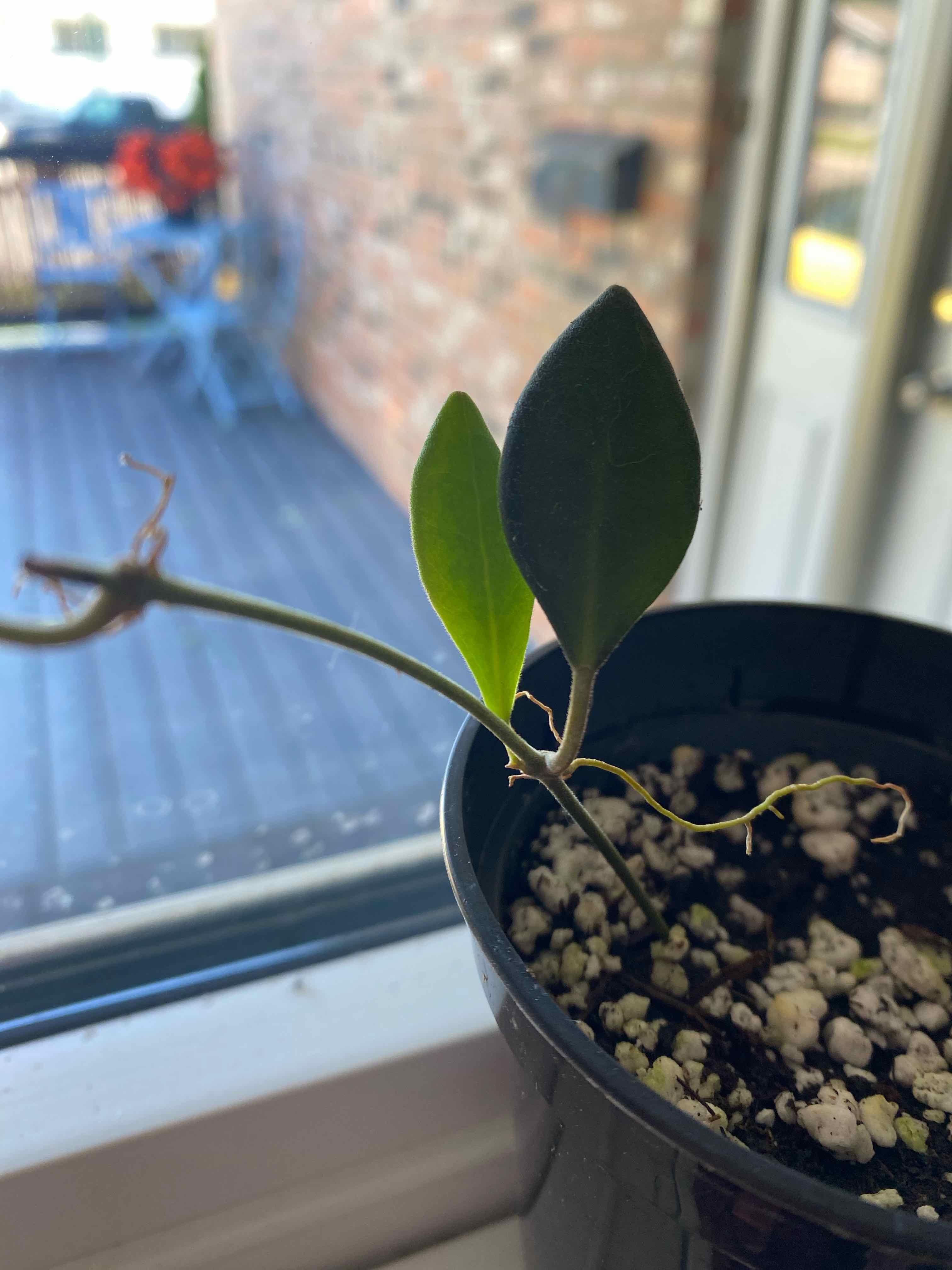 Hoya 'Burtoniae' plant in a pot on a windowsill with slight leaf yellowing.