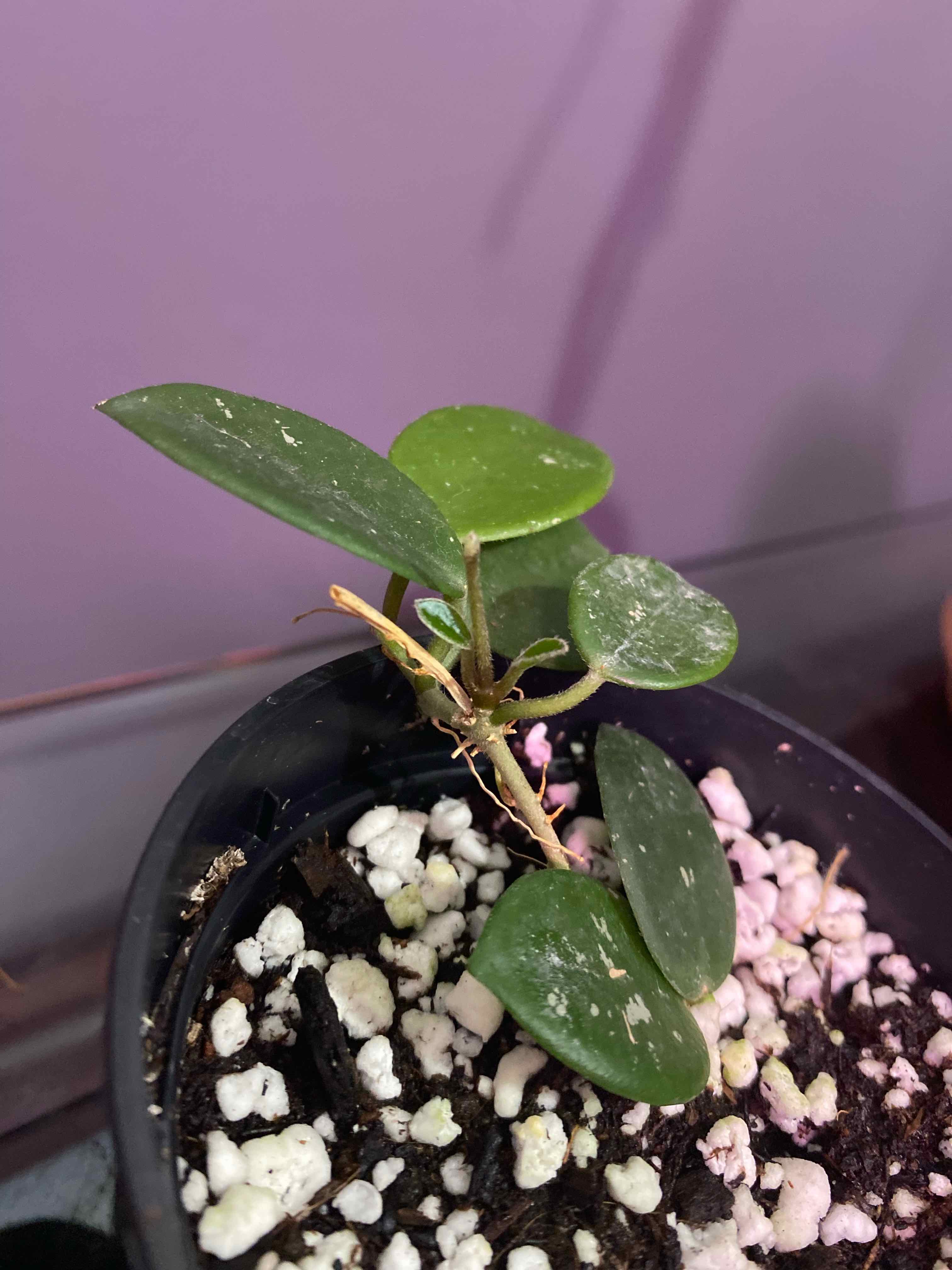 Hoya 'Mathilde' plant in a pot with visible soil and healthy green leaves.