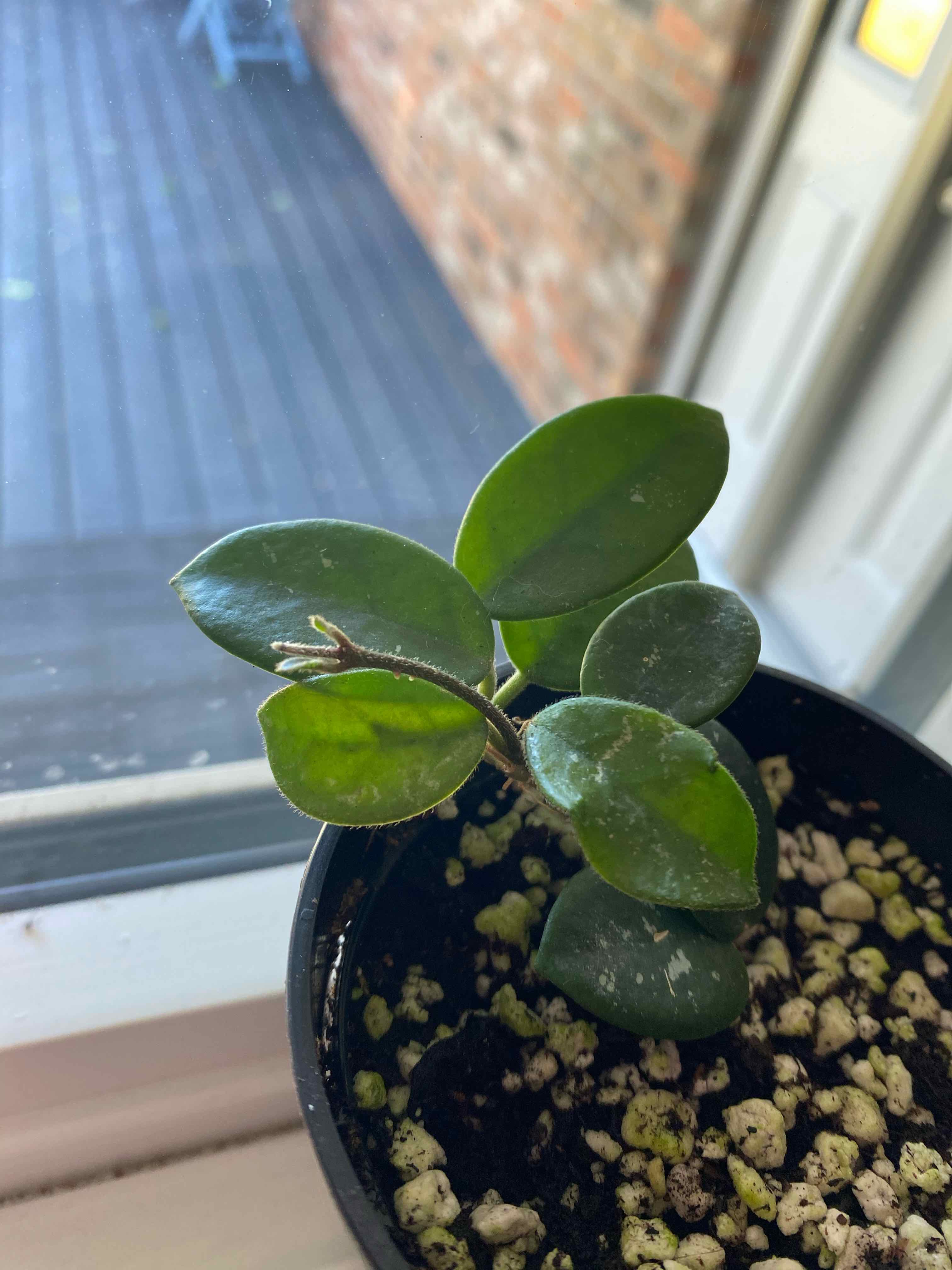Hoya 'Mathilde' plant in a pot with visible soil, healthy green leaves.