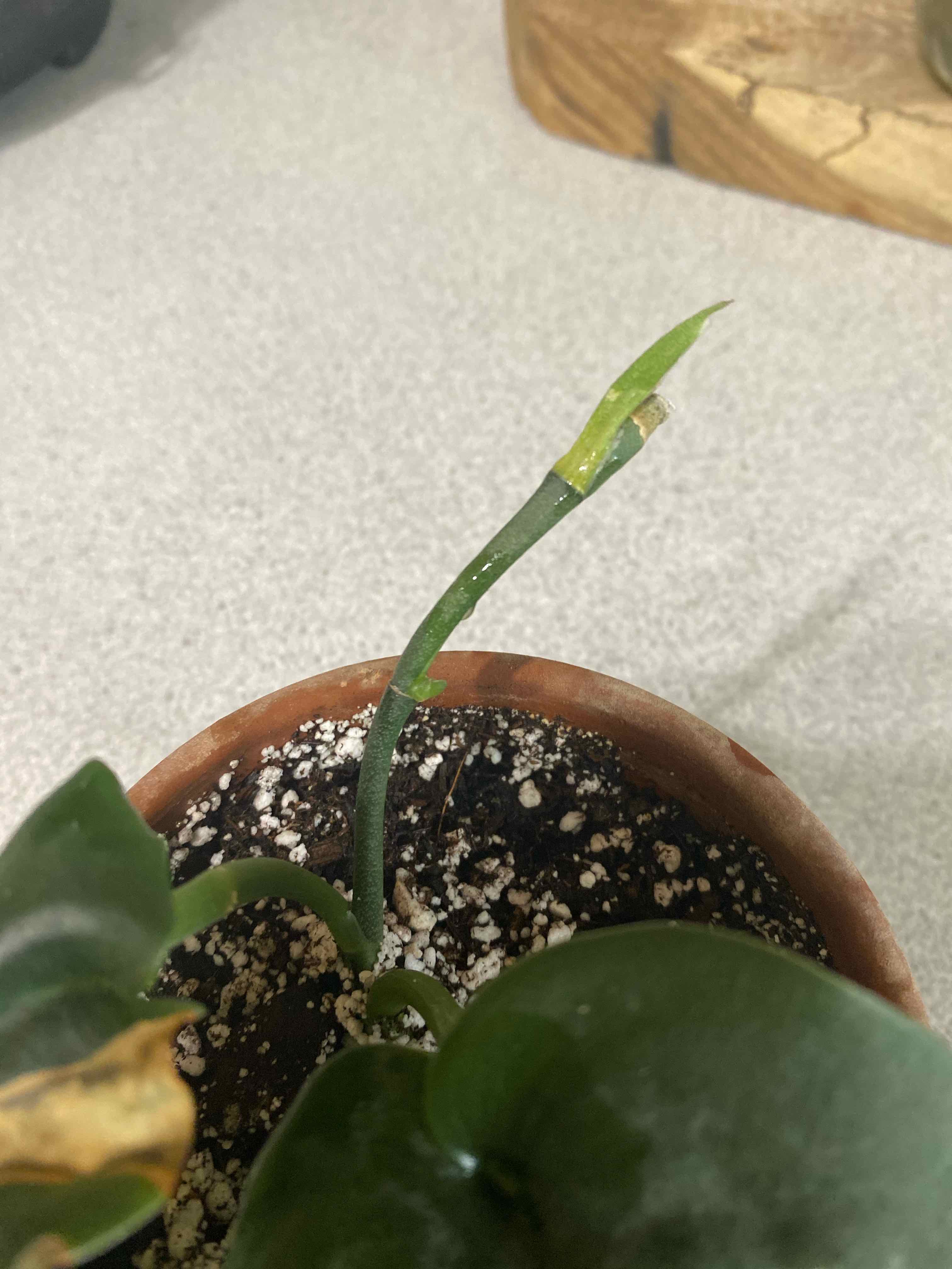 Potted Jade Satin Pothos with visible soil and a leaf showing yellowing and browning.