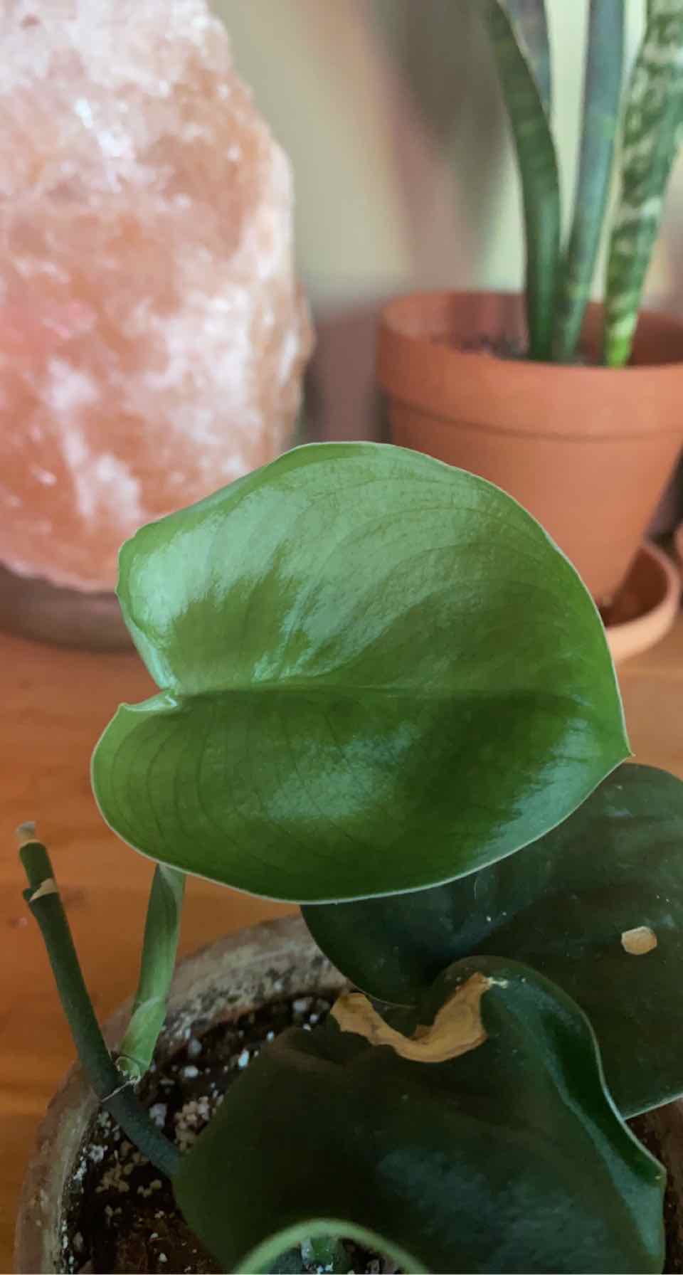 Jade Satin Pothos plant with glossy green leaves and a small section of browning, potted with visible soil.