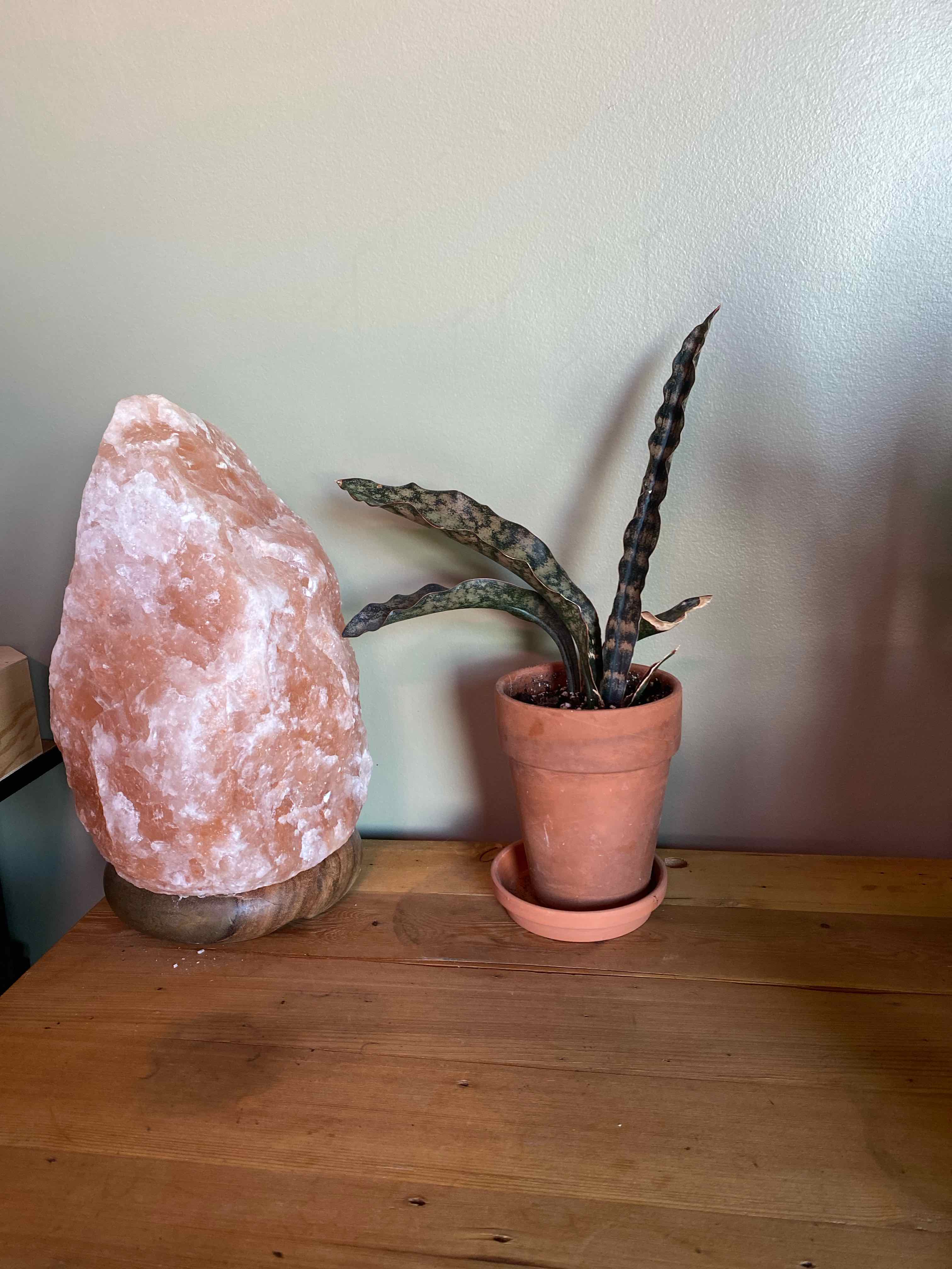 Photo of the plant species Dracaena kirkii 'Coppertone' by @Billbobaggins named Sansevieria kirkii coppertone on Greg, the plant care app