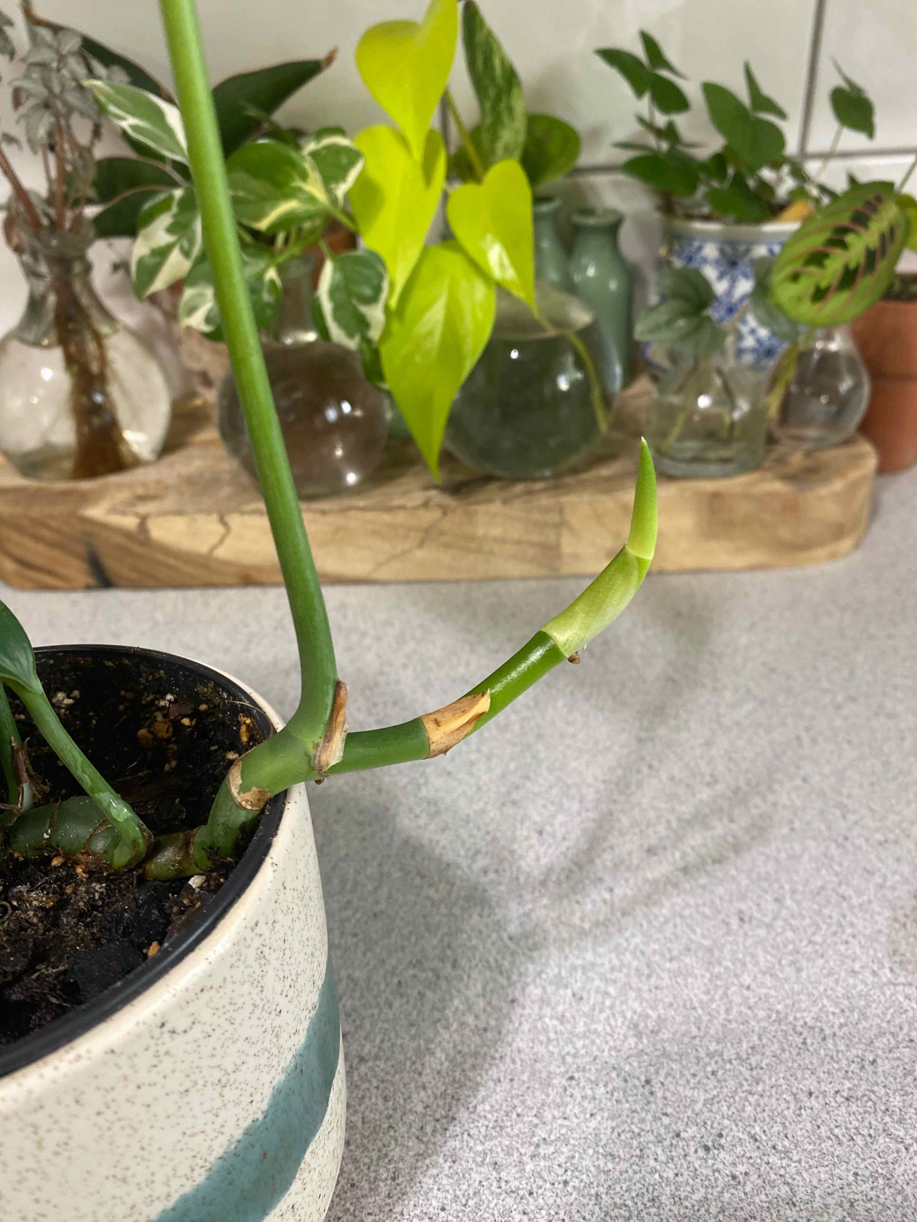 Rhaphidophora decursiva plant with a new shoot in a pot, other plants in the background.