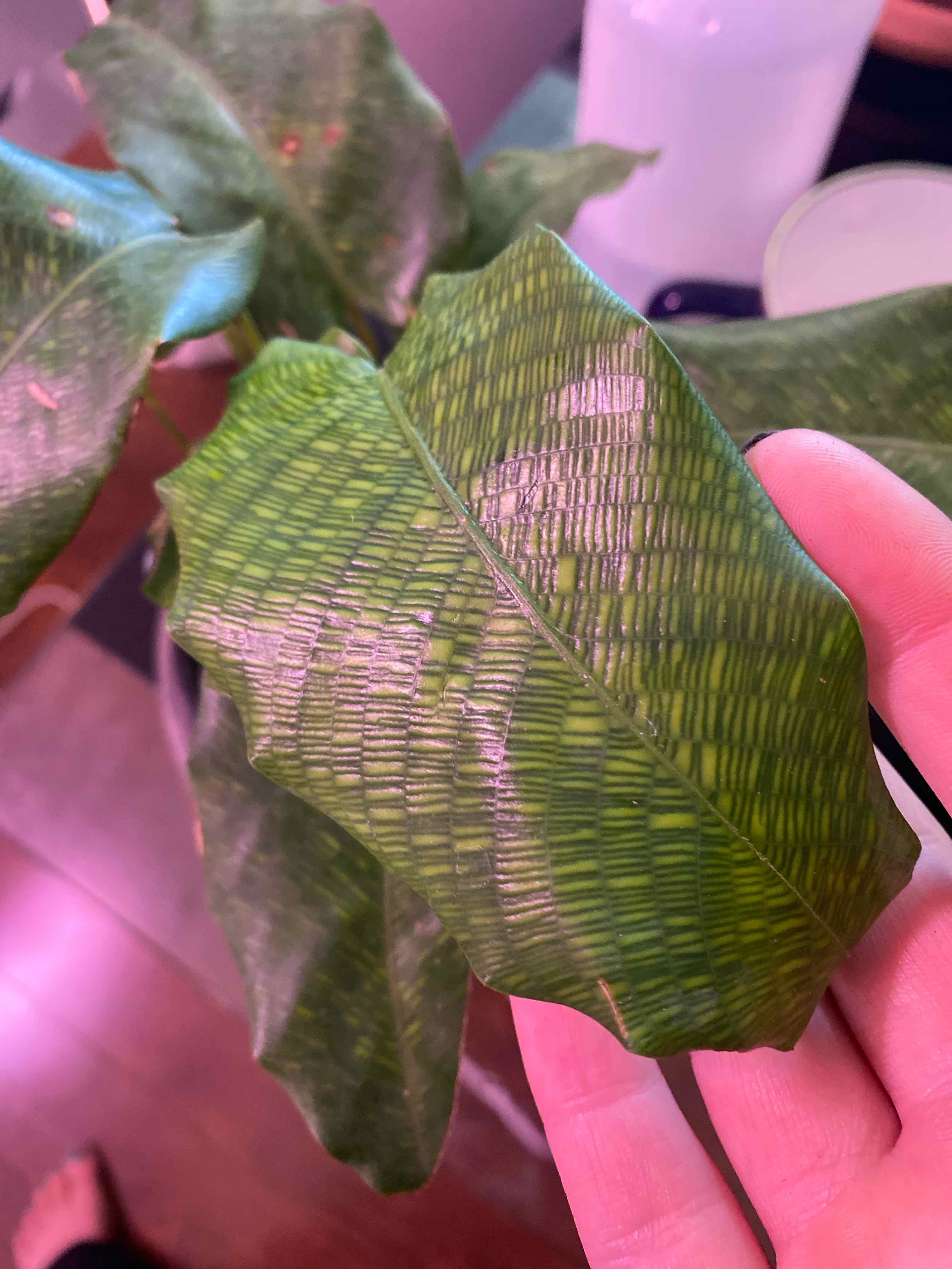 Close-up of a Calathea Musaica leaf with a distinctive mosaic pattern and some browning on the edges.