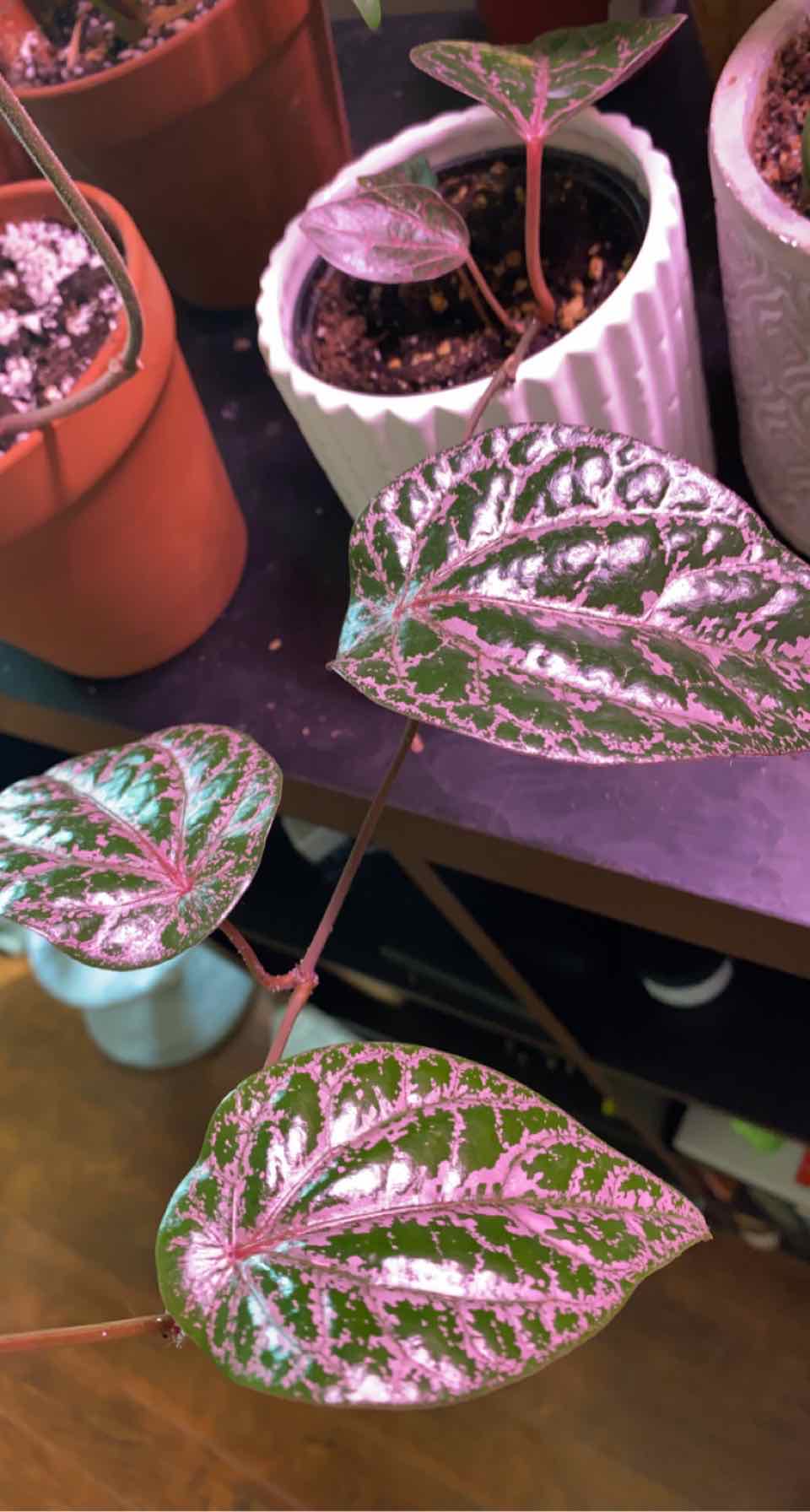 Red Betel plant with vibrant, patterned leaves in pots.