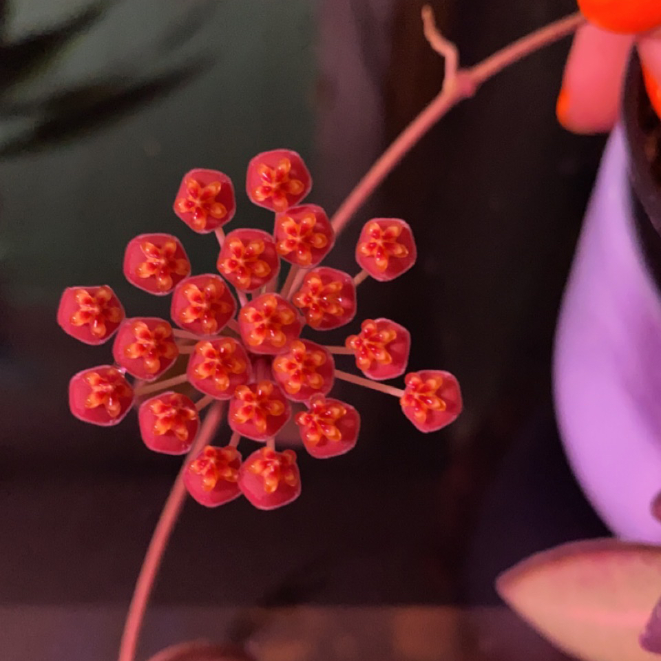 Close-up of a Hoya 'Burtoniae' flower cluster with vibrant red flowers.