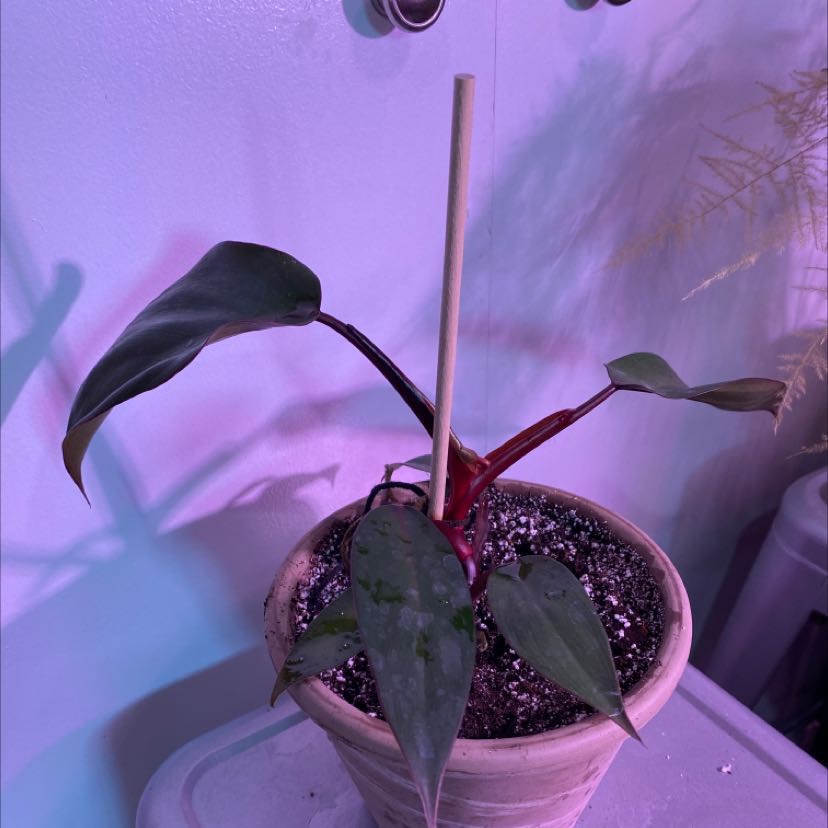Philodendron Dark Lord plant in a pot with visible soil and dark green leaves.