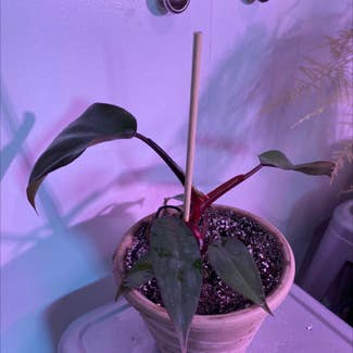 Philodendron Dark Lord plant in Medicine Hat, Alberta