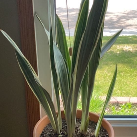 Photo of the plant species 'White Stripe Giant' Sansevieria by @Billbobaggins named Sansevieria sayuri on Greg, the plant care app
