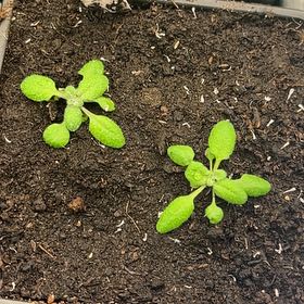 Photo of the plant species Mouse-Ear Cress by @NotableWasabi named Mahwish Basta on Greg, the plant care app