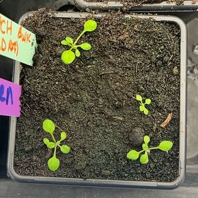 Photo of the plant species Mouse-Ear Cress by @NotableWasabi named Bulking tray on Greg, the plant care app