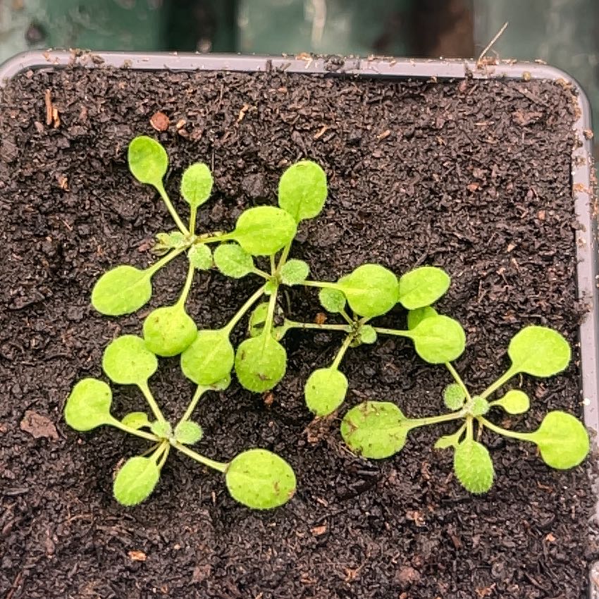 Photo of the plant species Mouse-Ear Cress by @NotableWasabi named Crosses for Emily on Greg, the plant care app