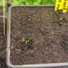 Photo of the plant species Mouse-Ear Cress by @NotableWasabi named +ve 1600,1602,1603 on Greg, the plant care app